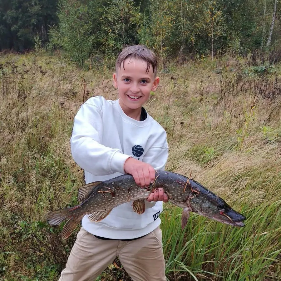 Northern pike caught on Fishbrain