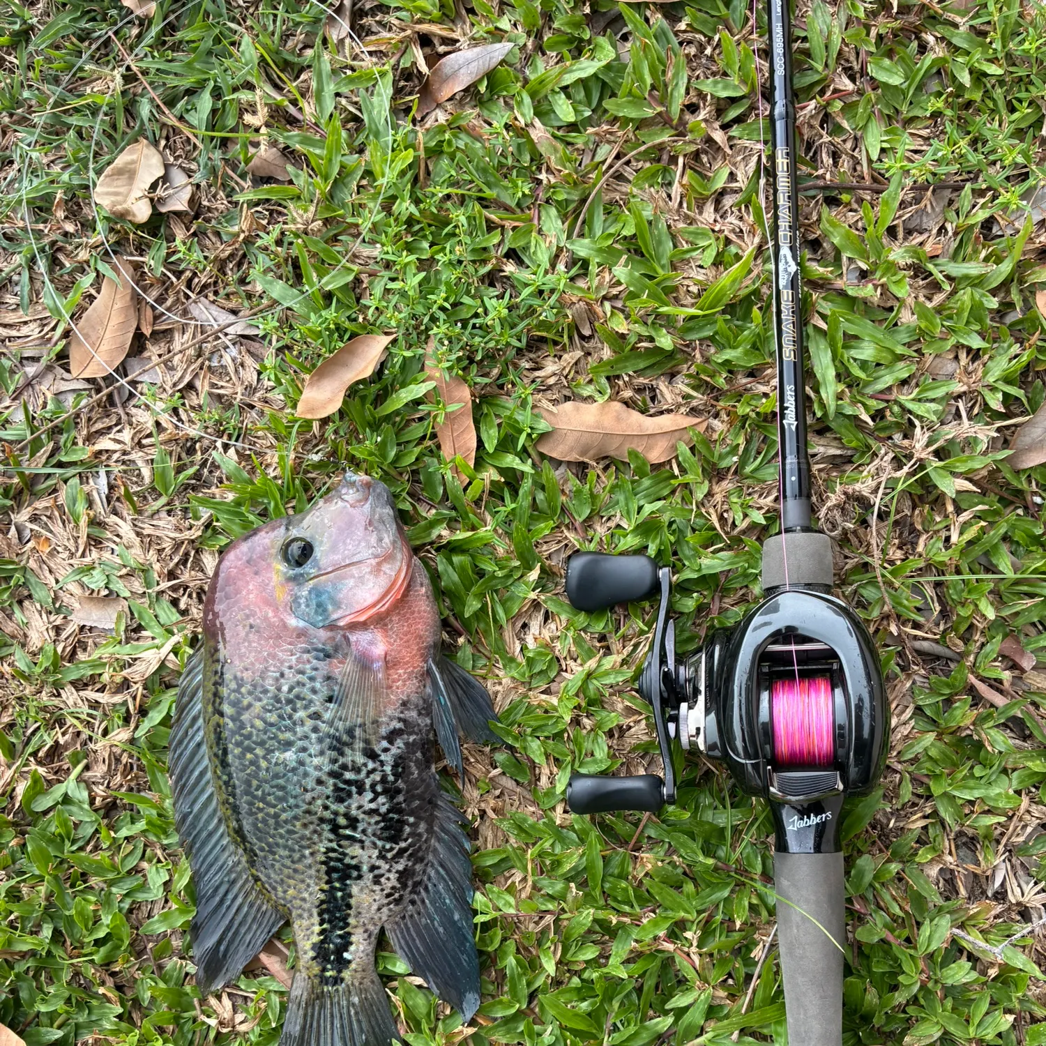 Fish caught on Fishbrain