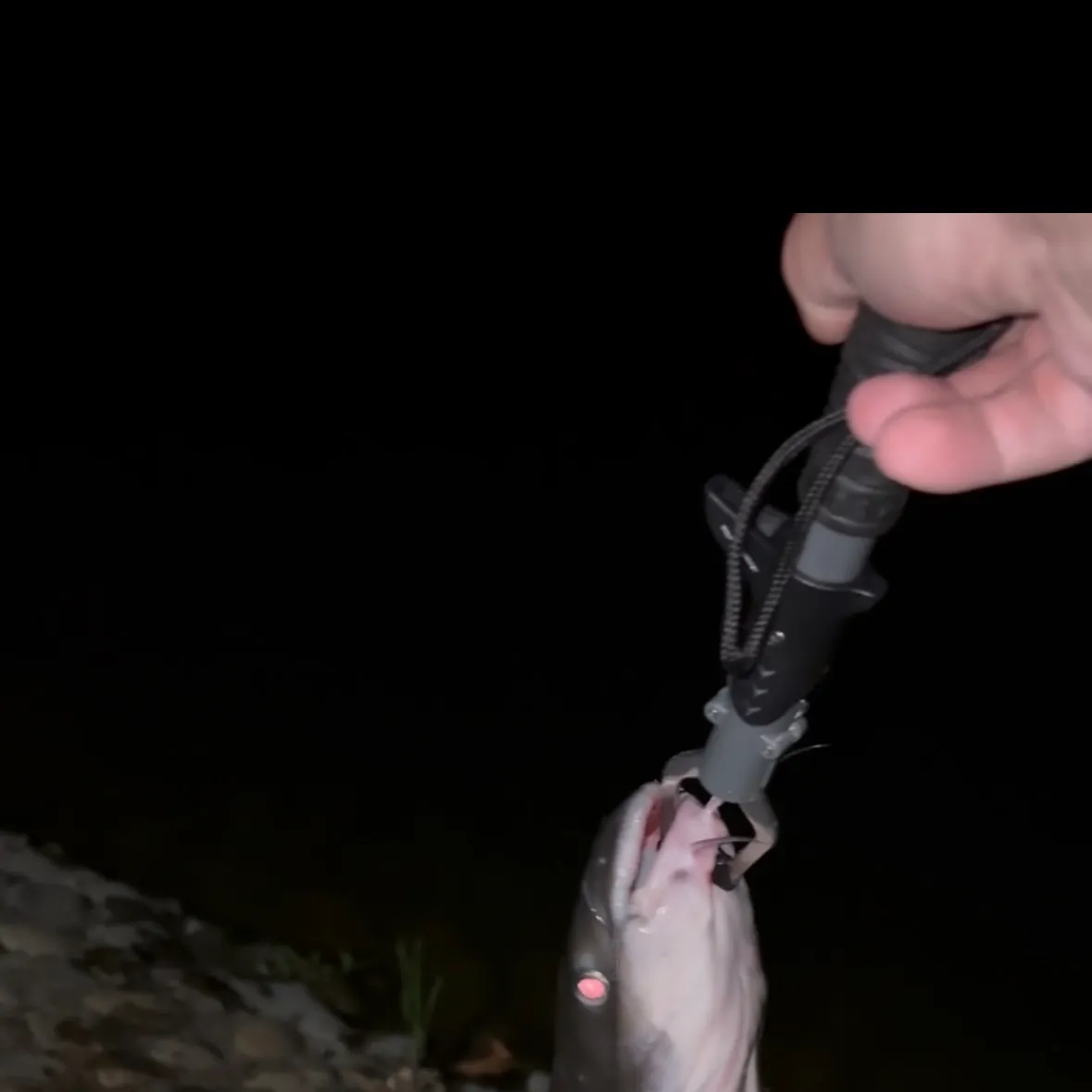 Channel catfish caught on Fishbrain