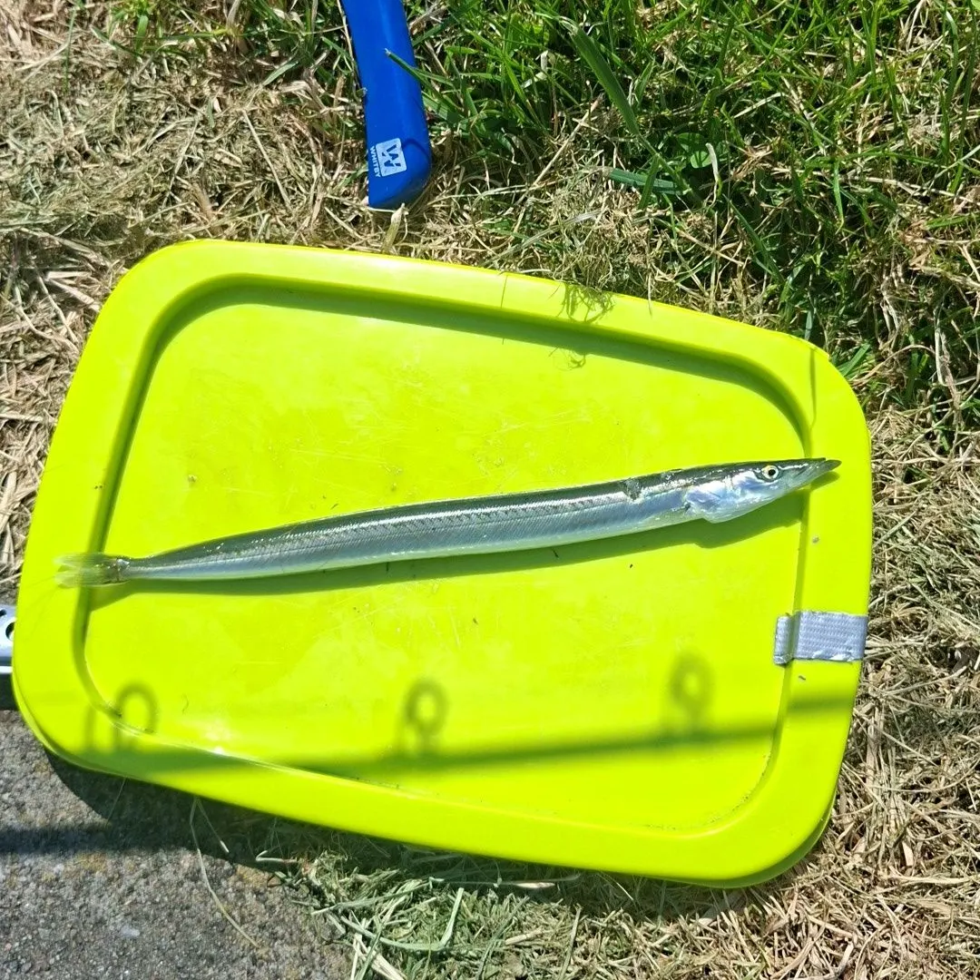 The most recent Great sandeel catches on Fishbrain