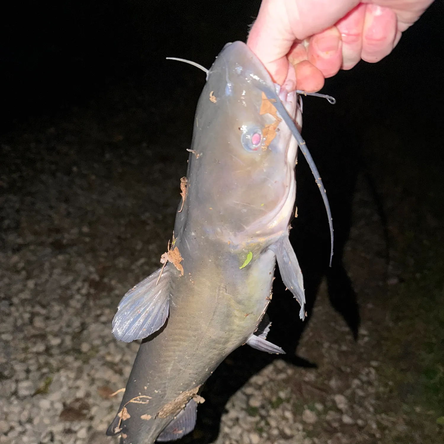 Channel catfish caught on Fishbrain