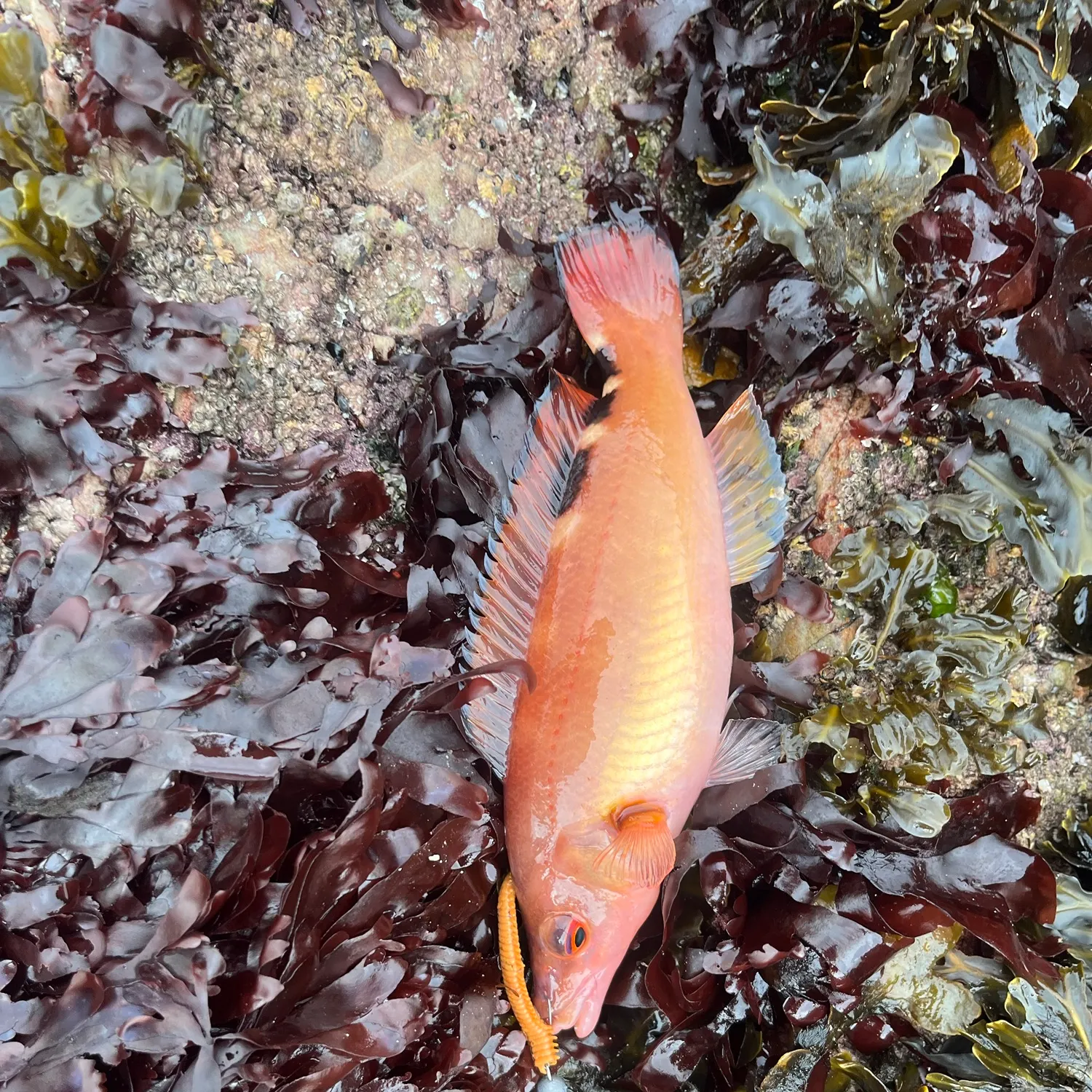 The most recent Cuckoo wrasse catches on Fishbrain