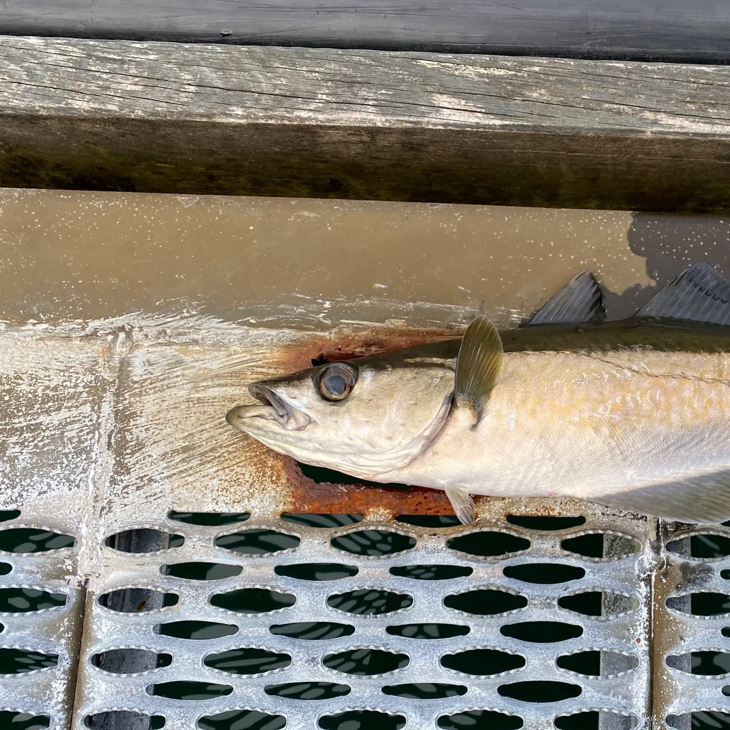 Pollack caught on Fishbrain