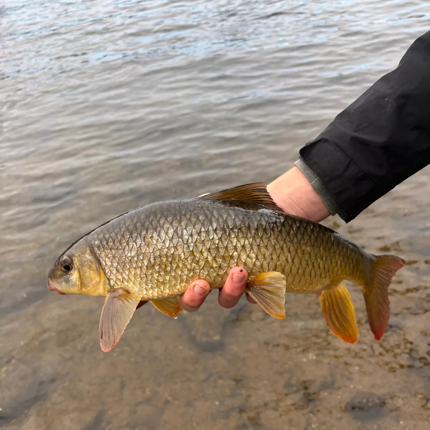 The most recent River redhorse catches on Fishbrain