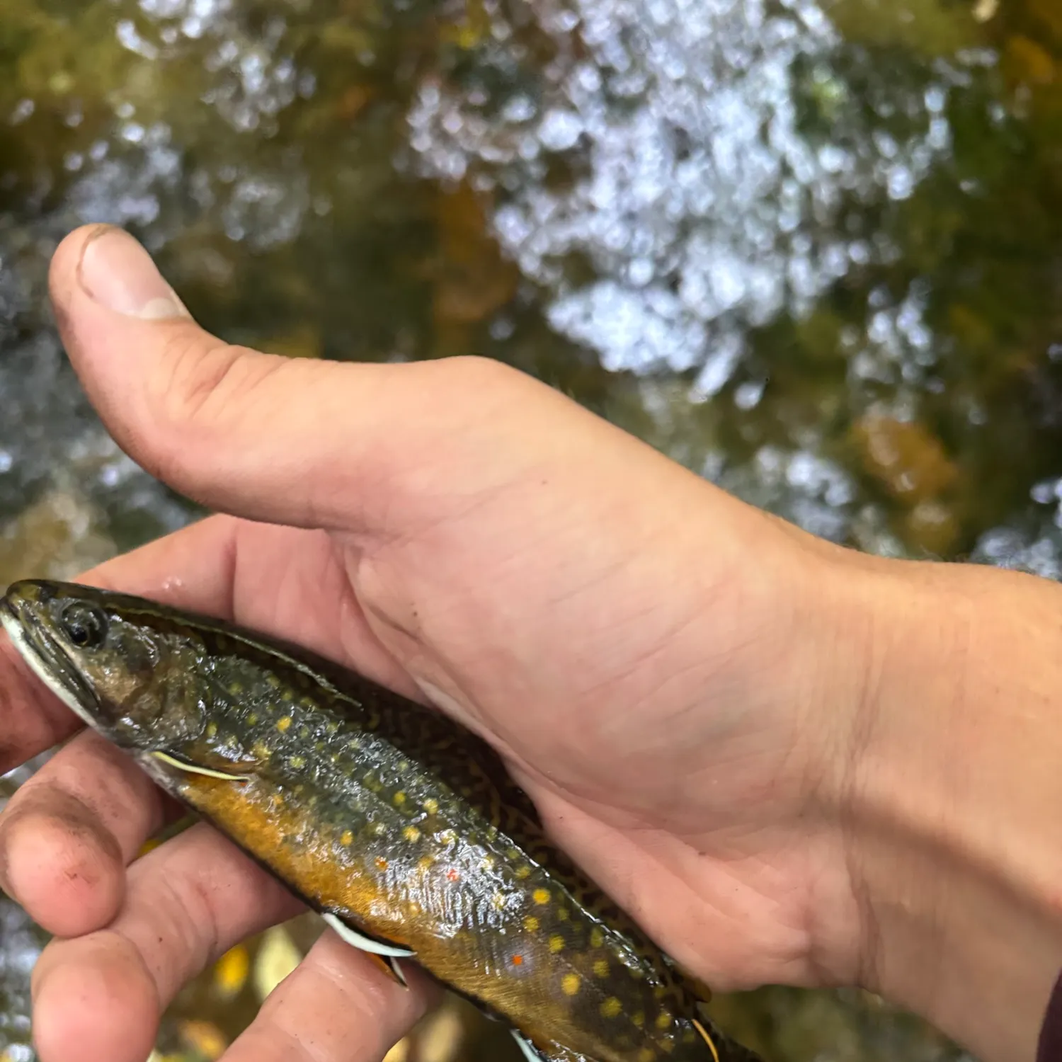 Brook trout caught on Fishbrain