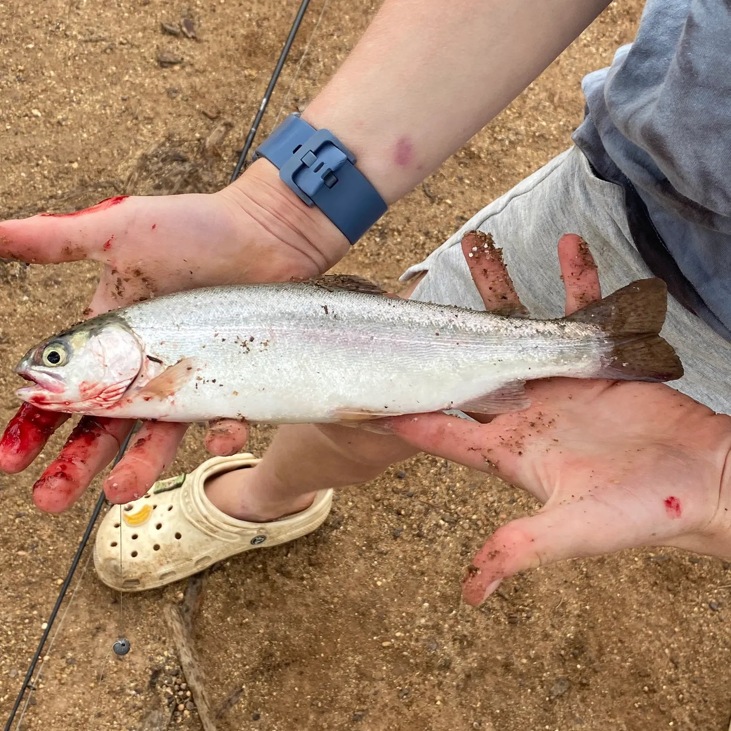 Rainbow trout caught on Fishbrain