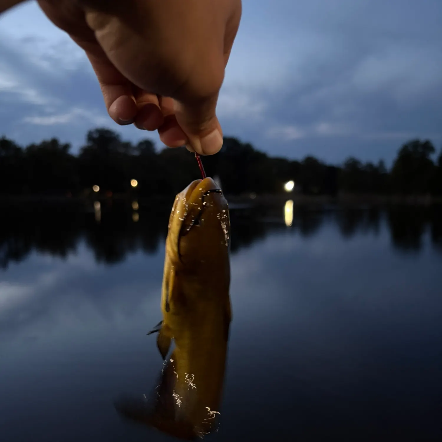 Black bullhead caught on Fishbrain