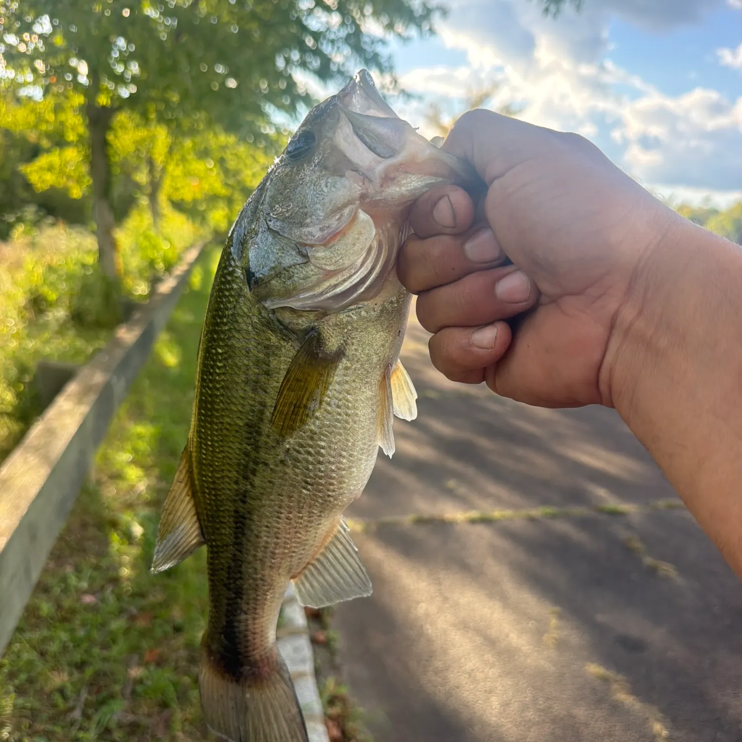 Largemouth bass caught on Fishbrain