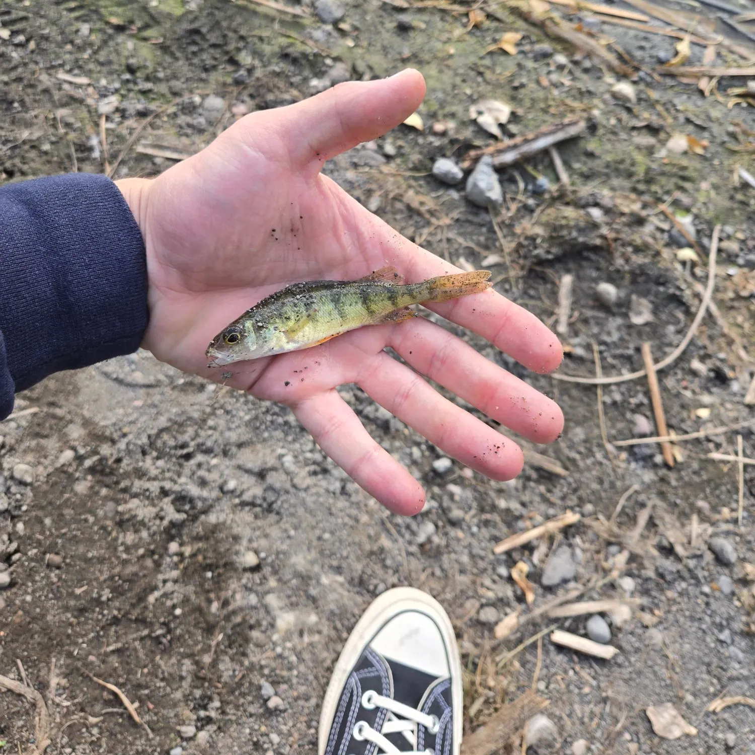 Yellow perch caught on Fishbrain