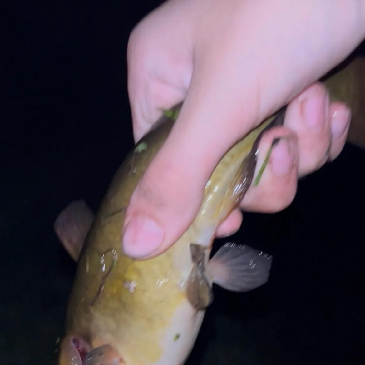Yellow bullhead caught on Fishbrain