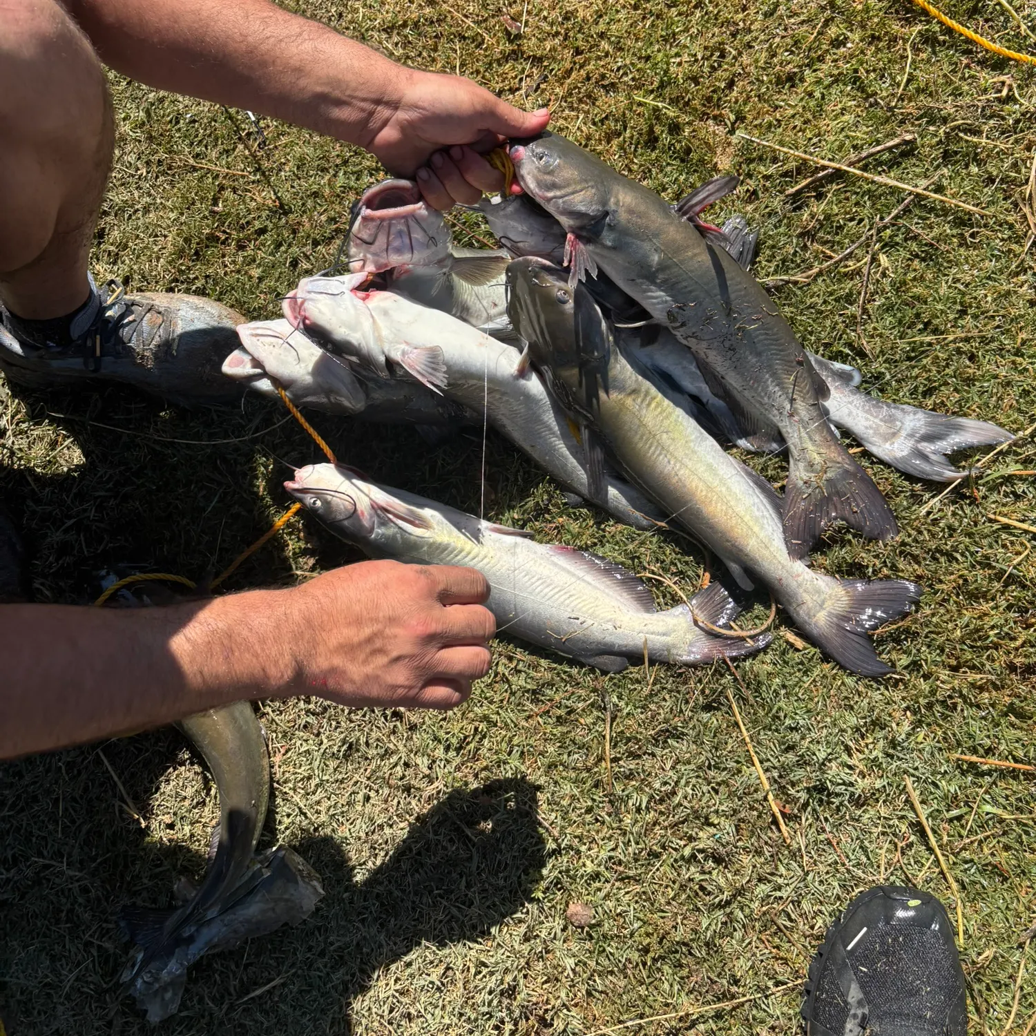 Channel catfish caught on Fishbrain