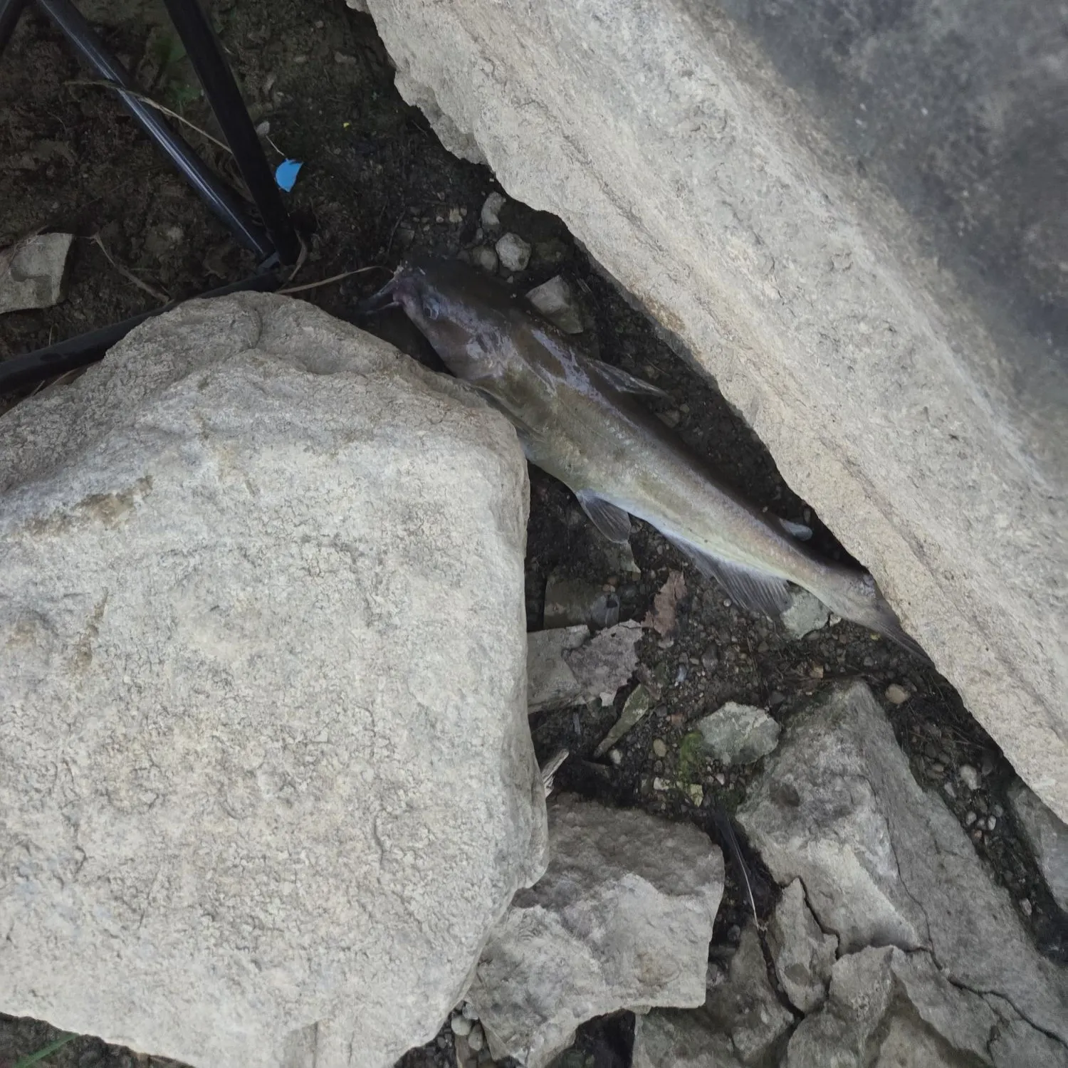 Channel catfish caught on Fishbrain