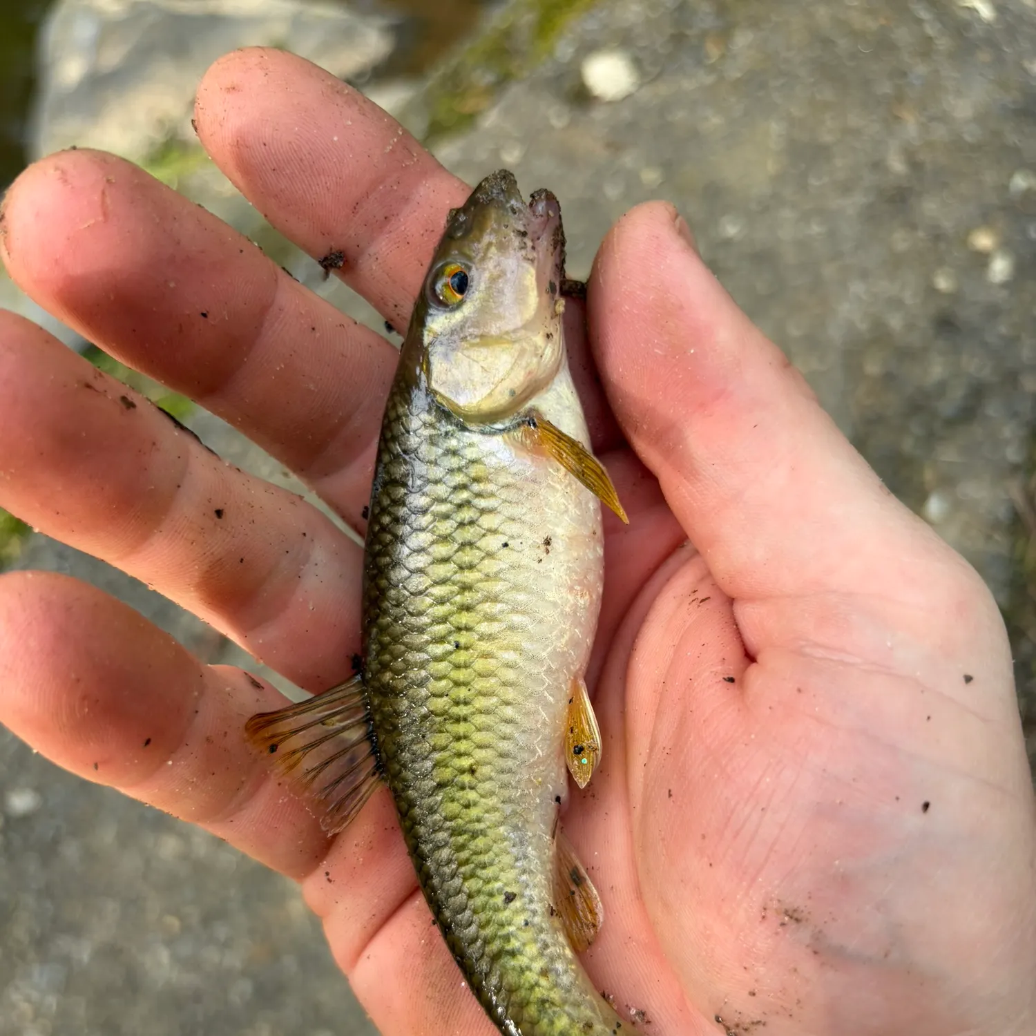 The most recent River chub catches on Fishbrain