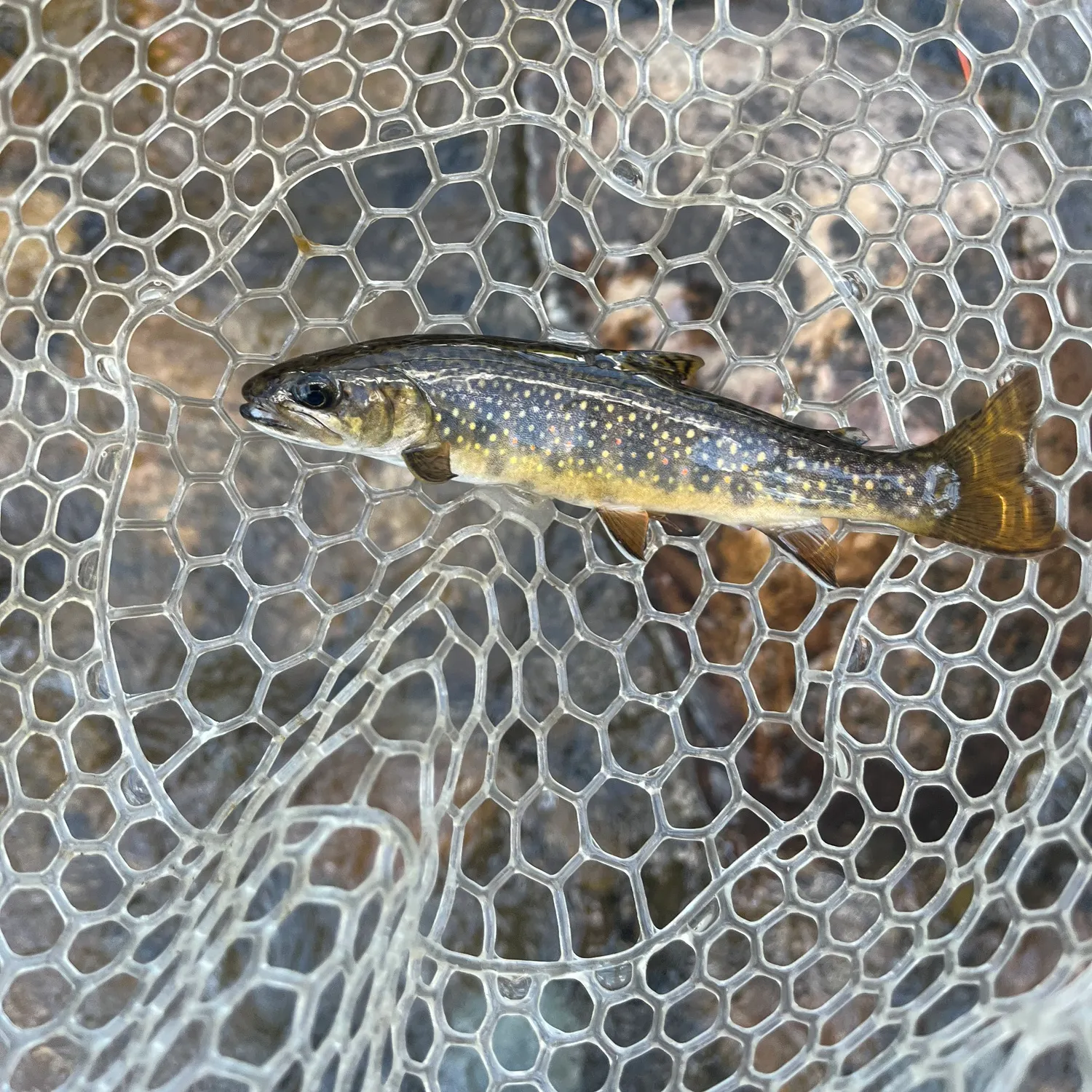 Brook trout caught on Fishbrain
