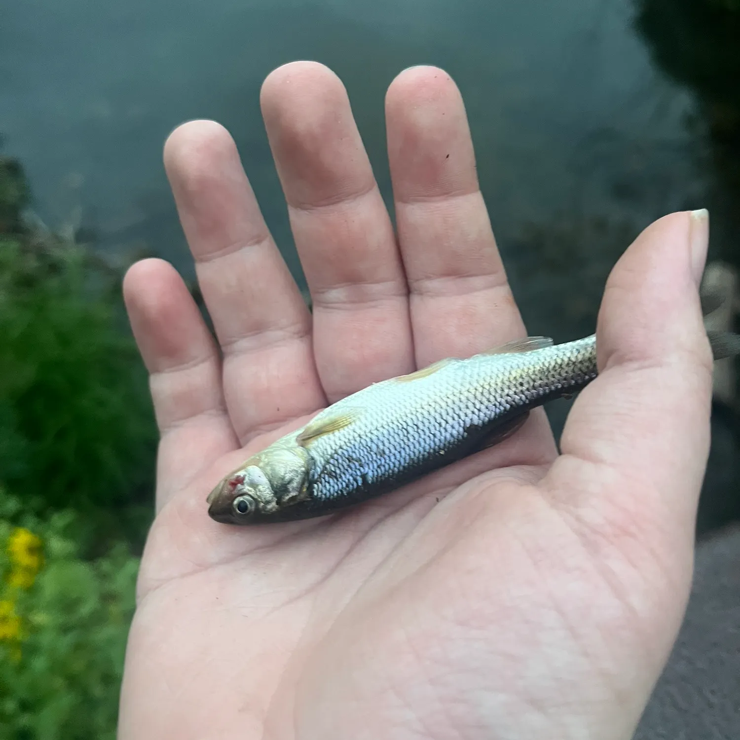 Creek chub caught on Fishbrain