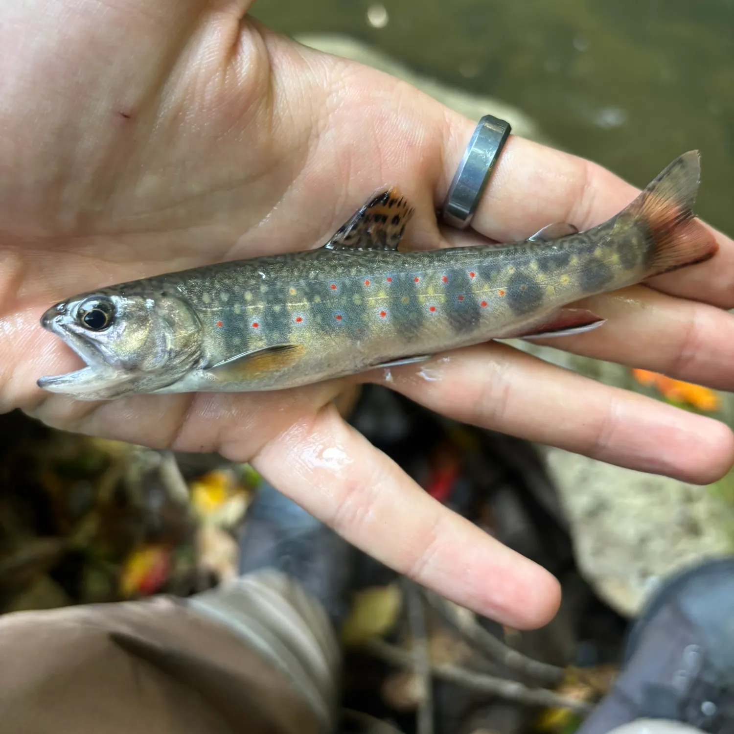 Brook trout caught on Fishbrain