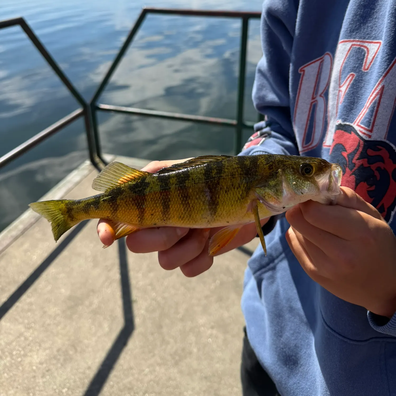 Yellow perch caught on Fishbrain