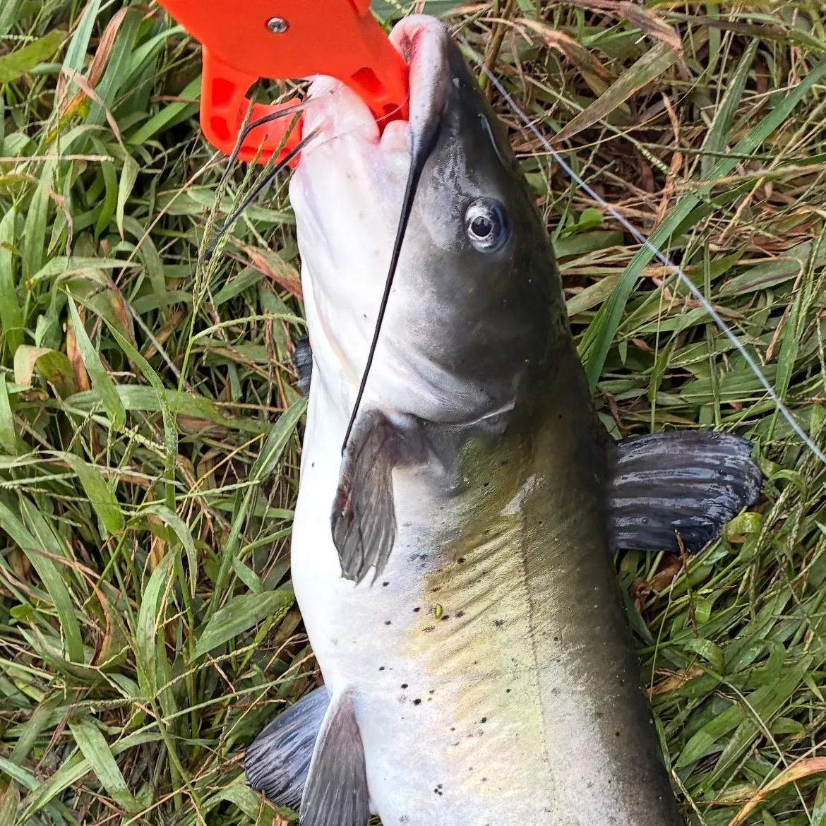 Channel catfish caught on Fishbrain