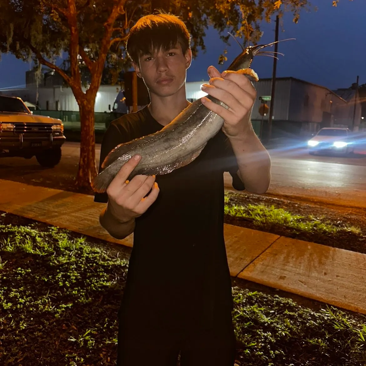 The most recent Walking catfish catches on Fishbrain