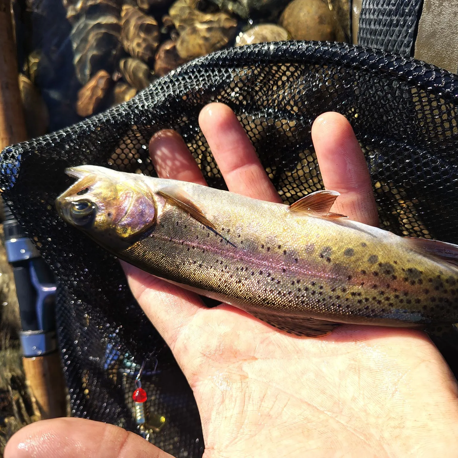 Cutbow caught on Fishbrain