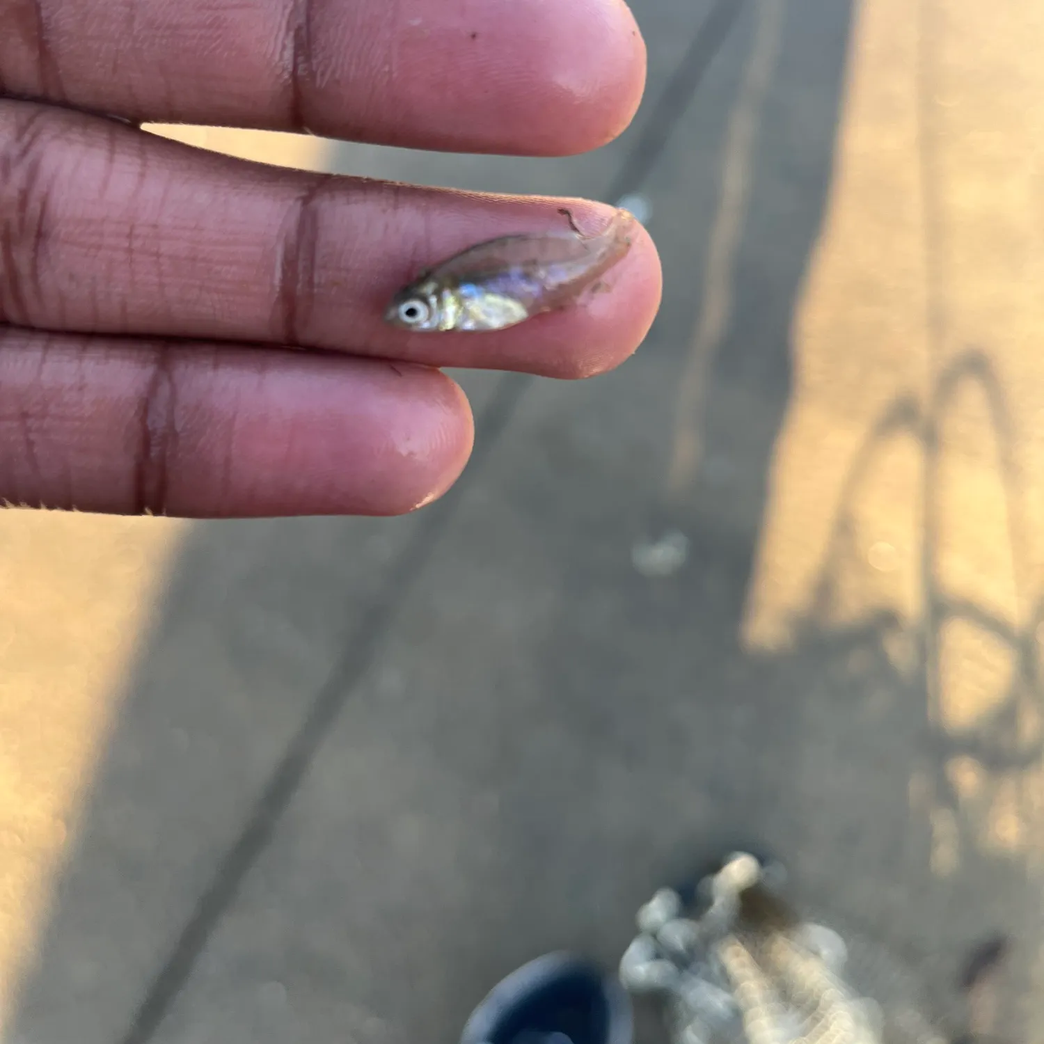 The most recent Pacific goliath grouper catches on Fishbrain