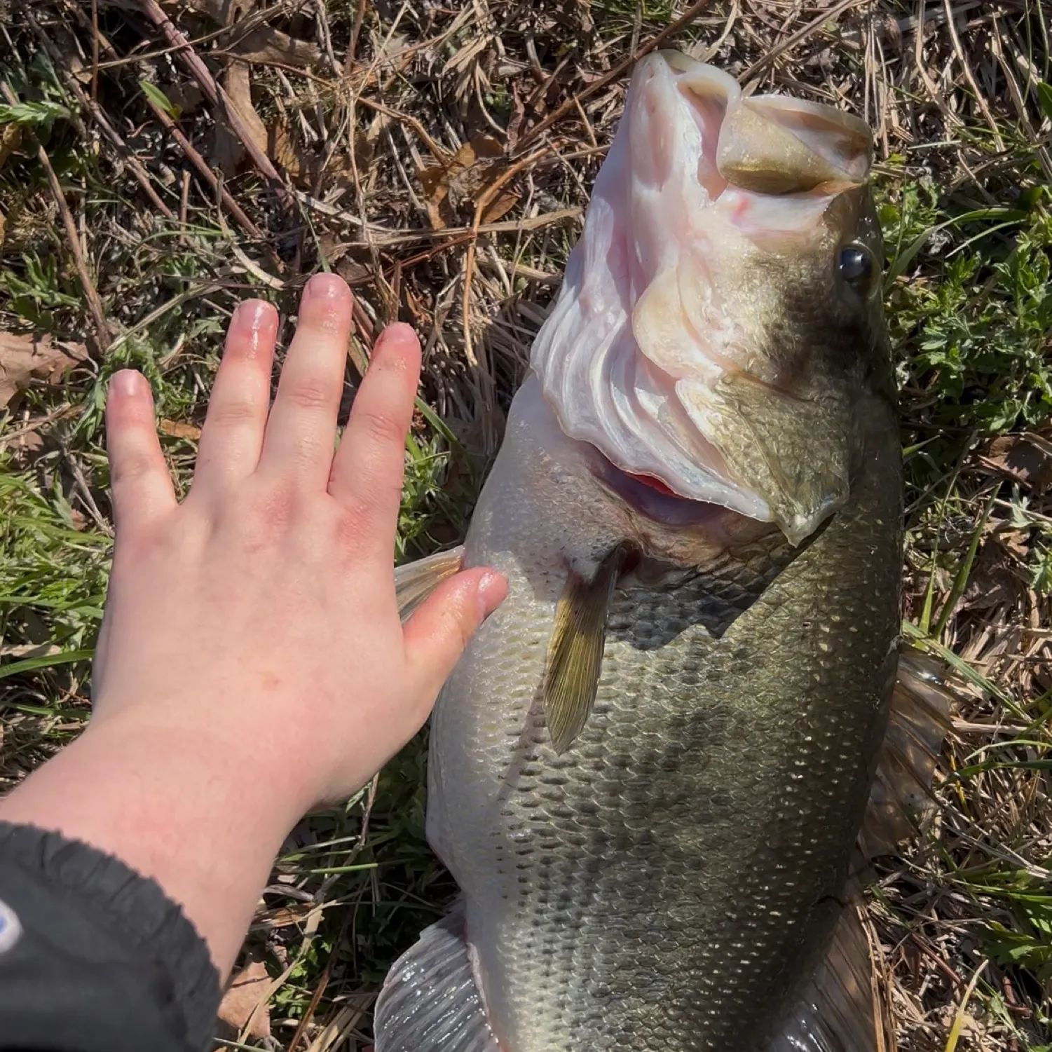 angler catch