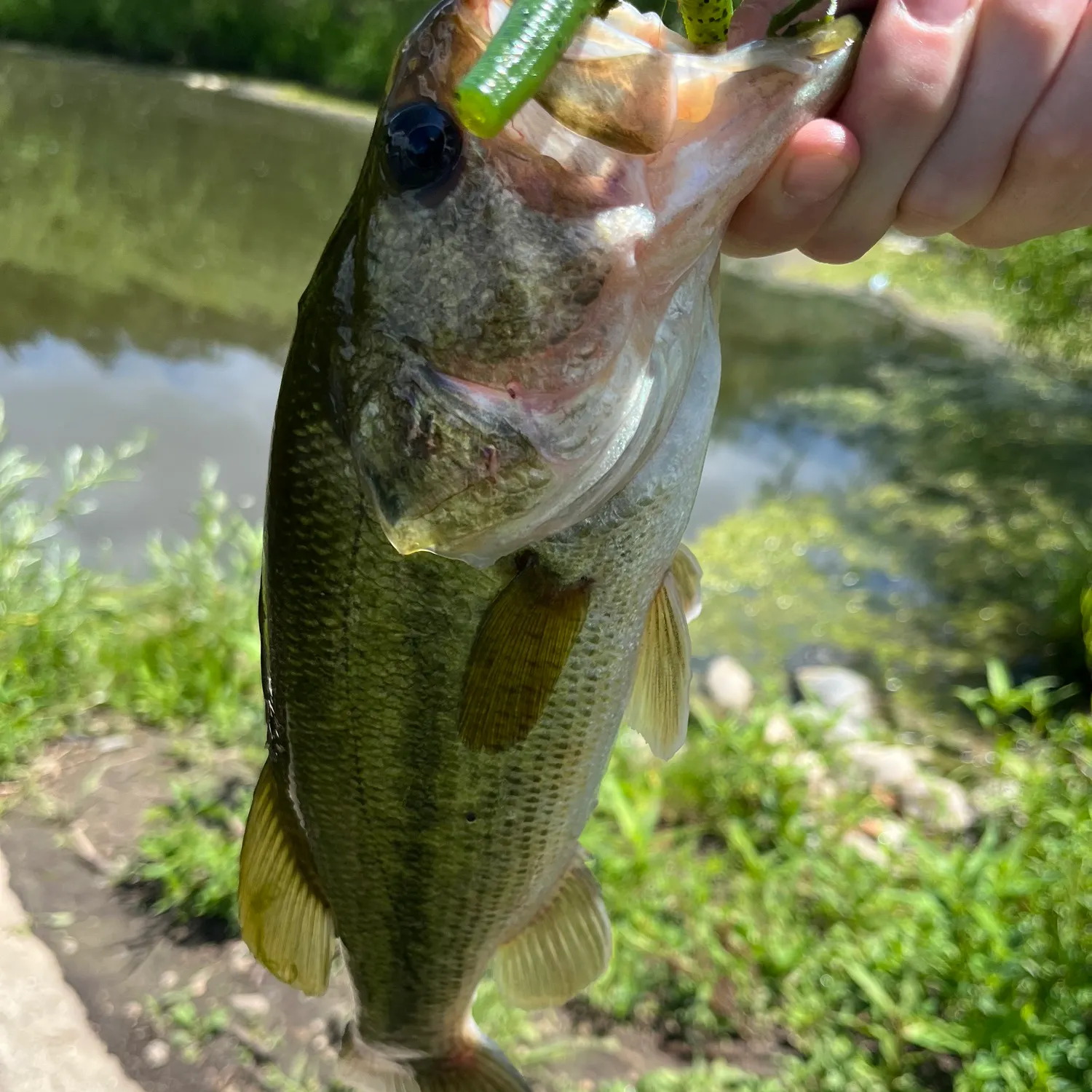 Largemouth bass caught on Fishbrain