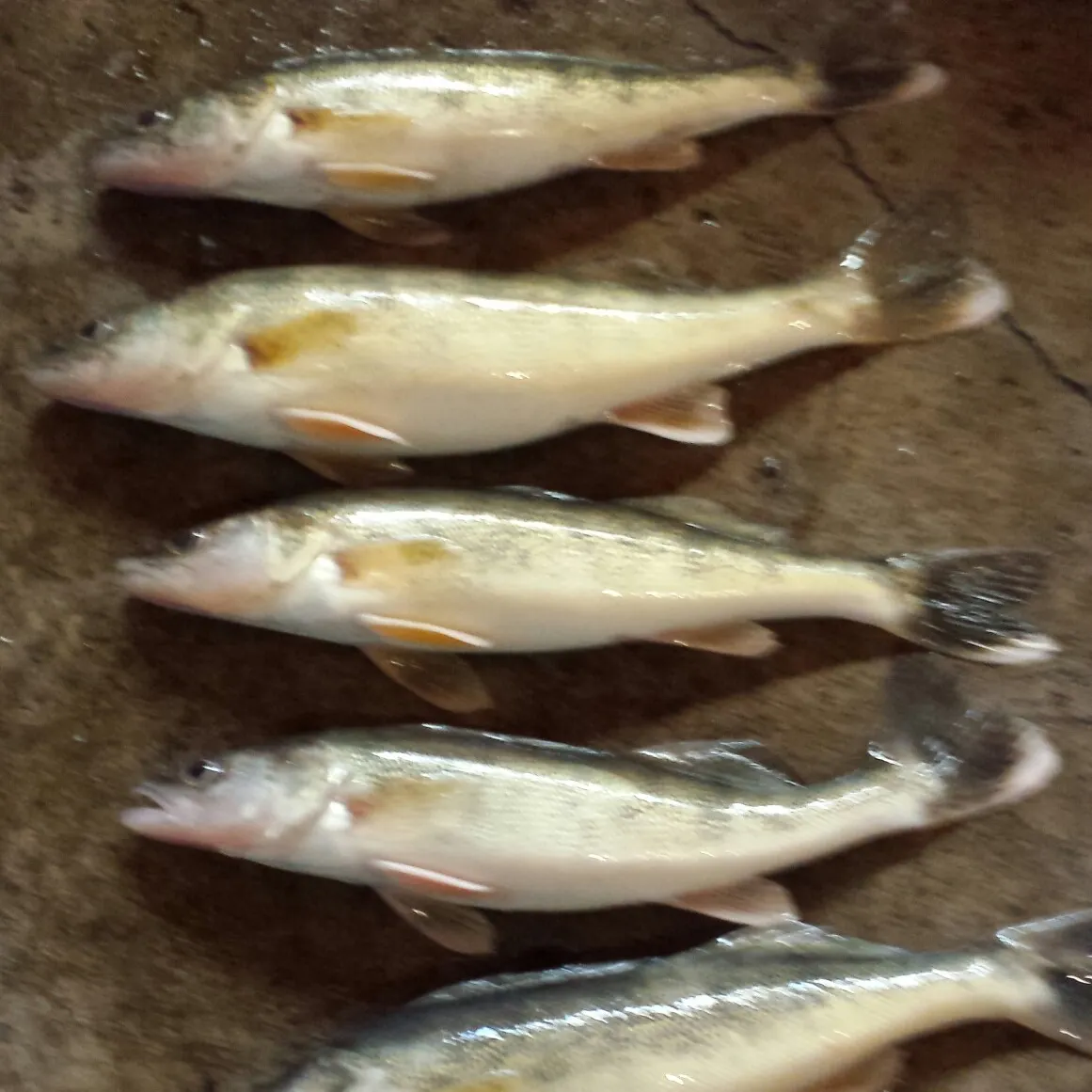 Walleye caught on Fishbrain