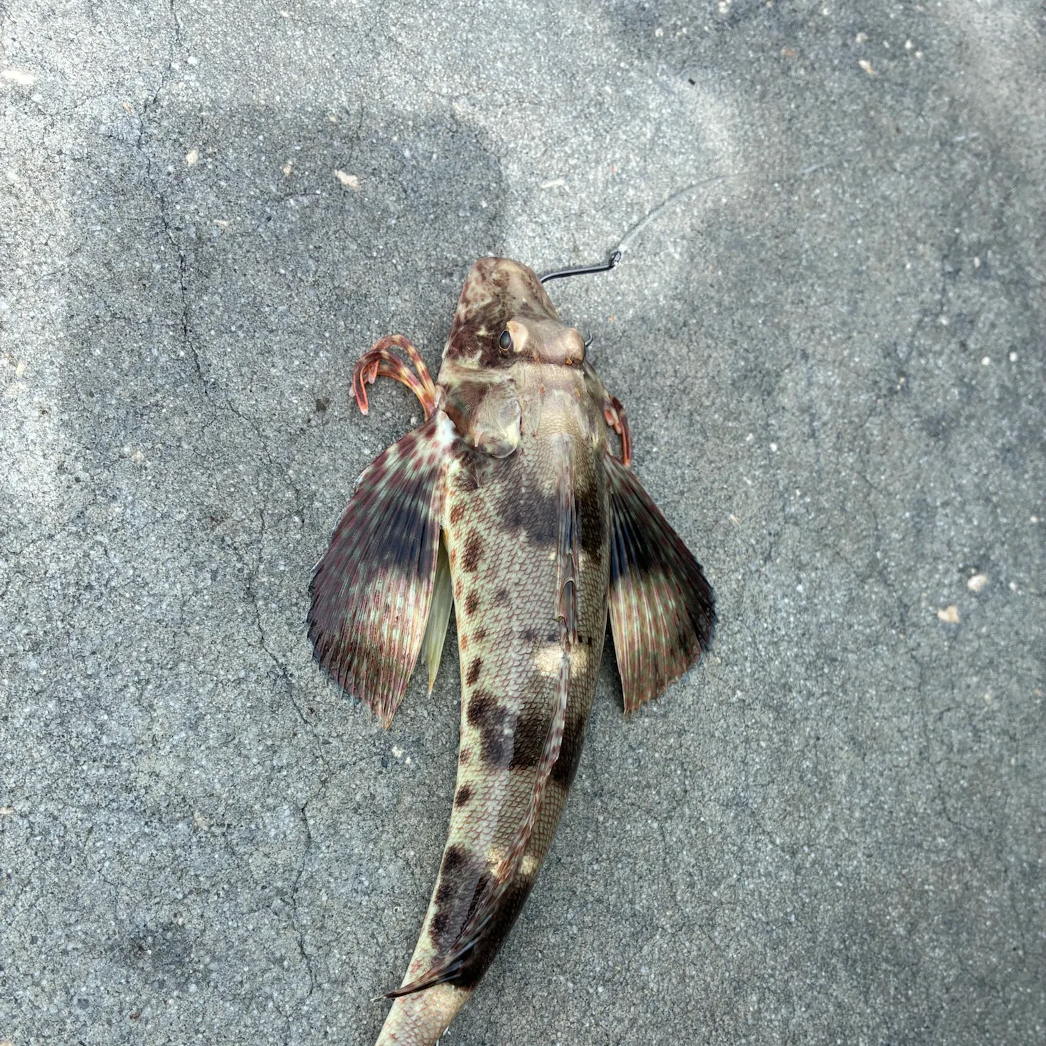 The most recent Leopard searobin catches on Fishbrain
