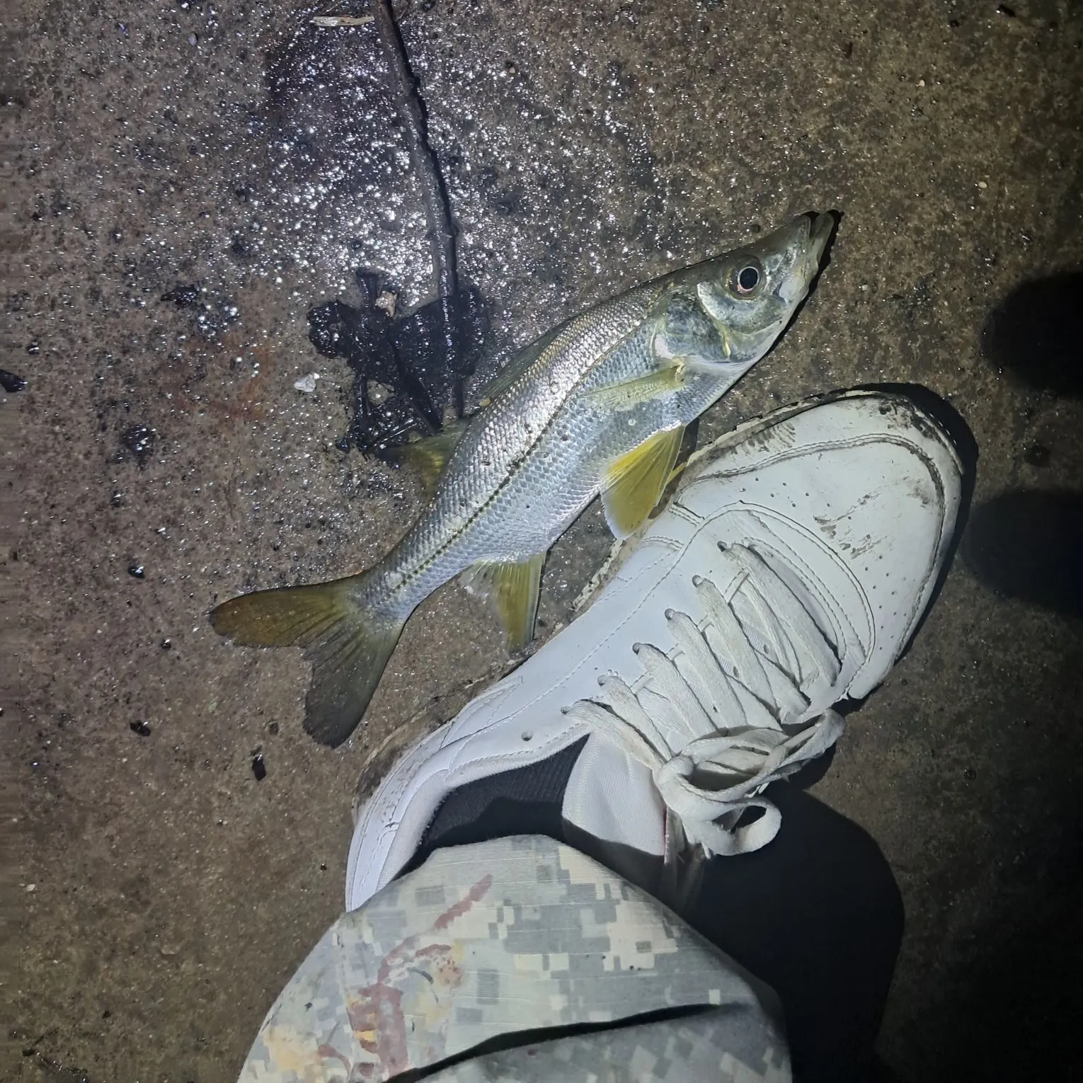 The most recent Tarpon Snook catches on Fishbrain