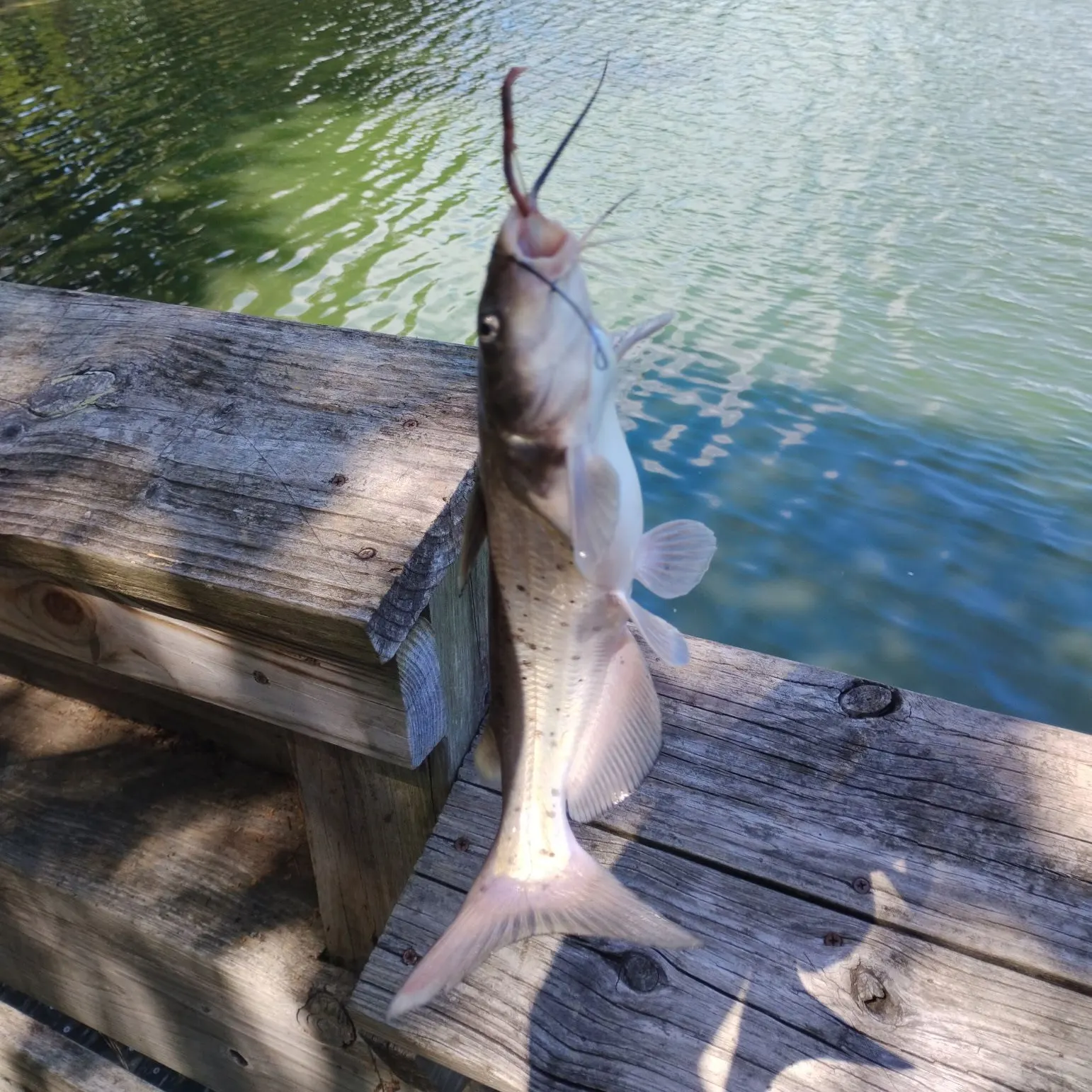 Channel catfish caught on Fishbrain