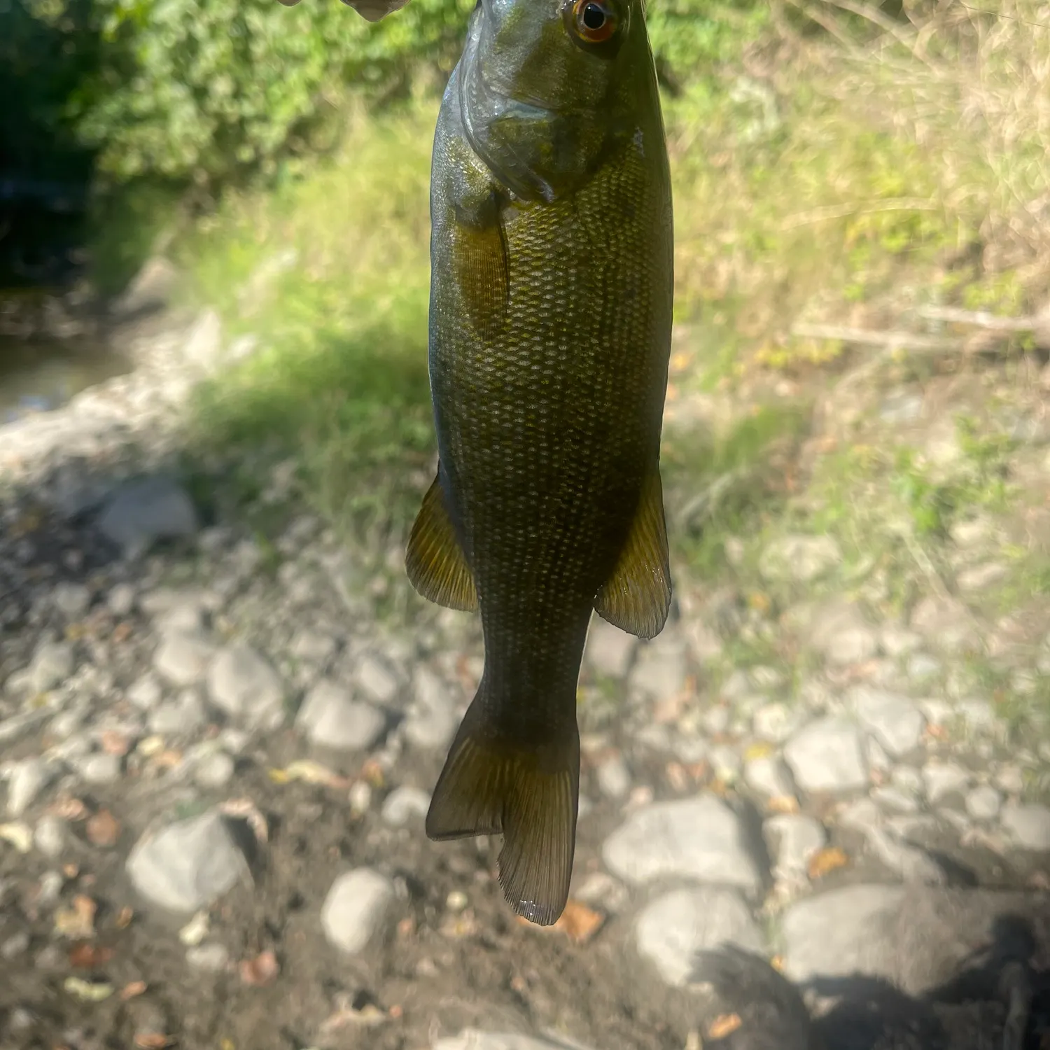 Smallmouth bass caught on Fishbrain