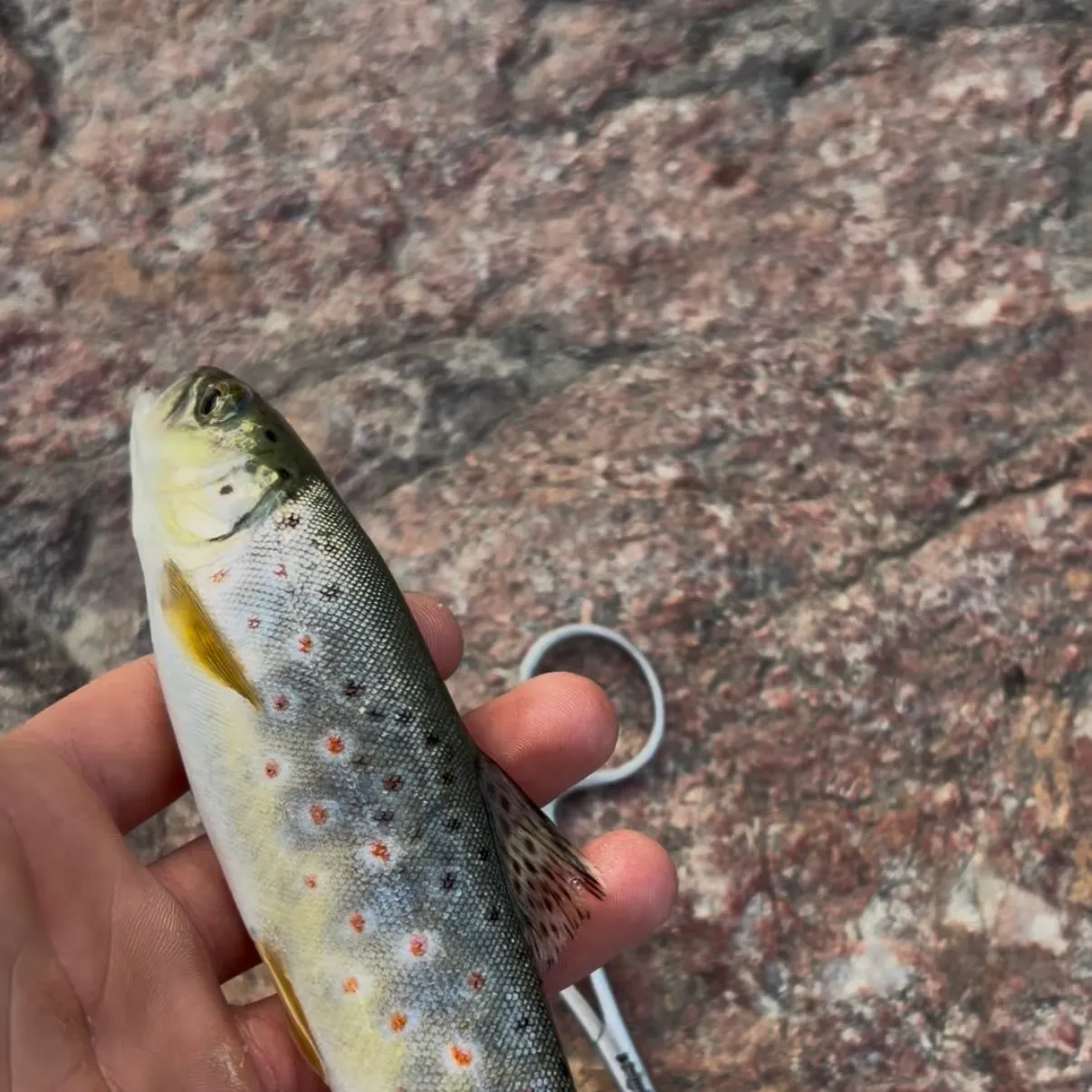 Lake trout caught on Fishbrain