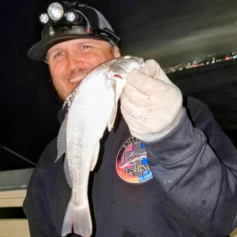 California corbina caught on Fishbrain
