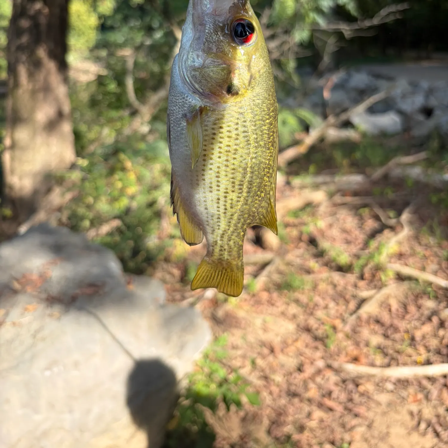 Rock bass caught on Fishbrain