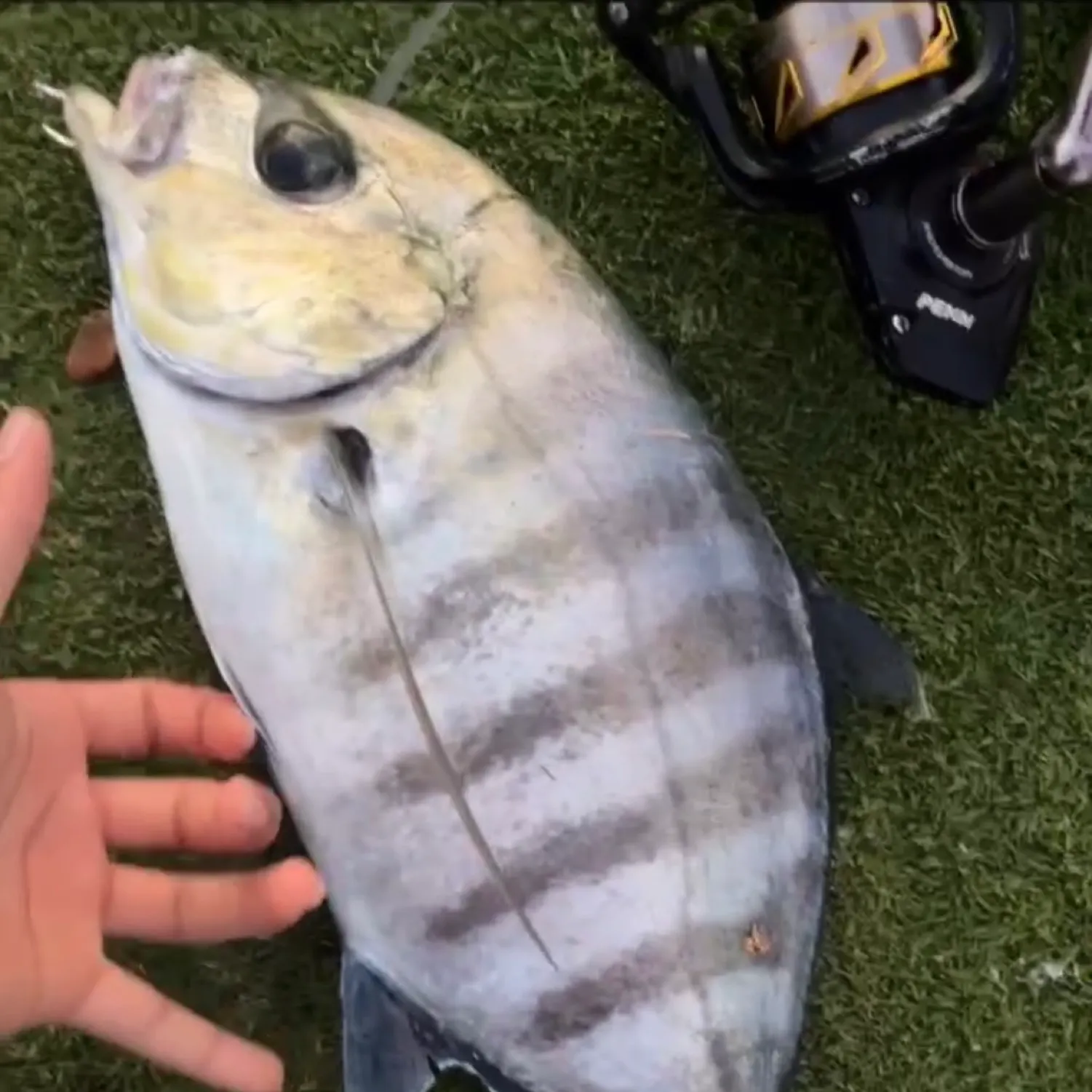 The most popular recent Blue trevally catch on Fishbrain