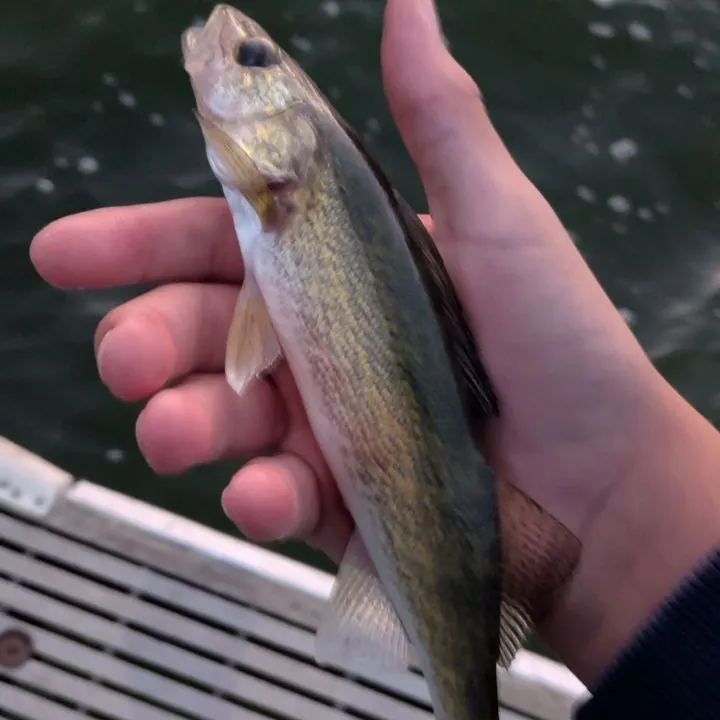 Walleye caught on Fishbrain