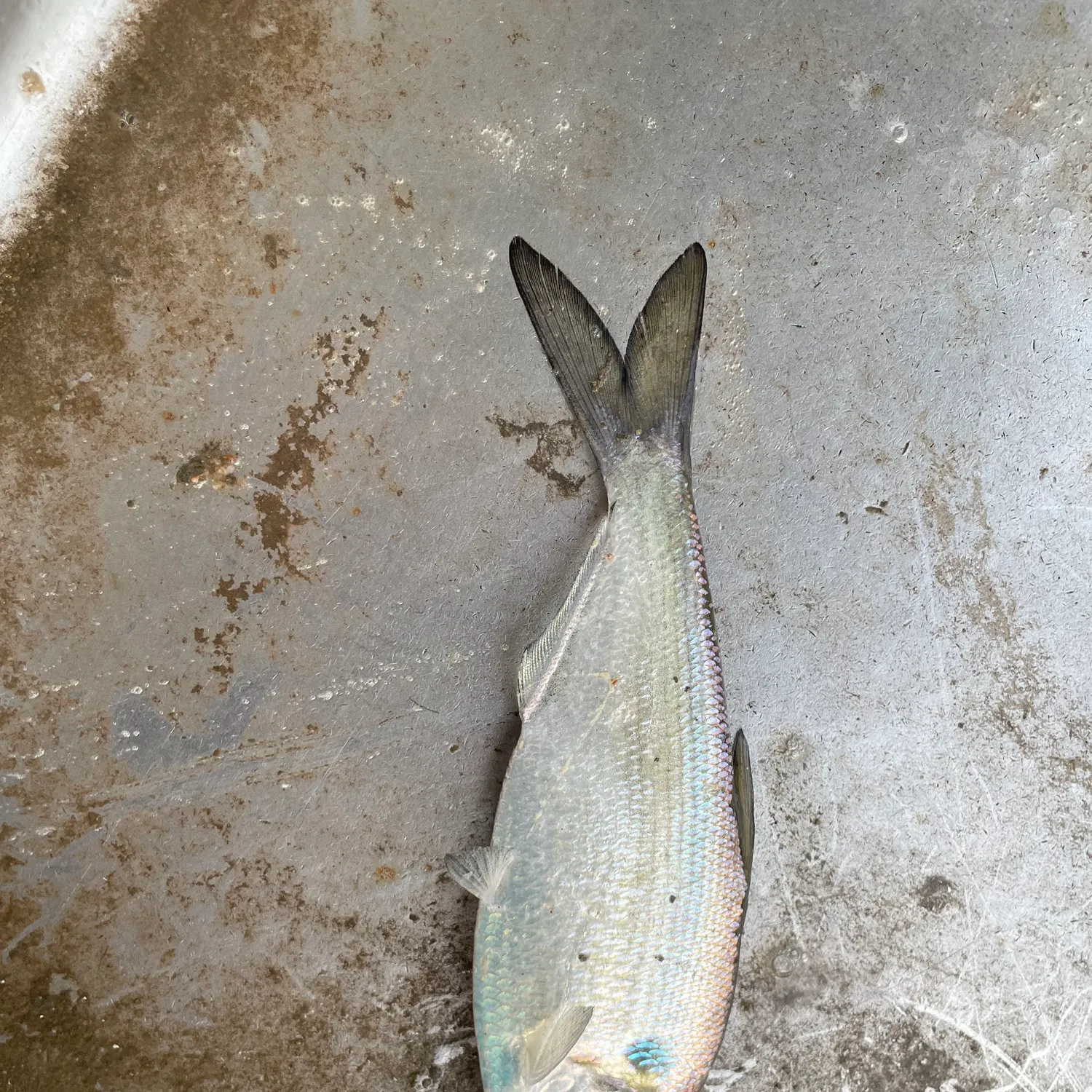 The most recent Threadfin shad catches on Fishbrain