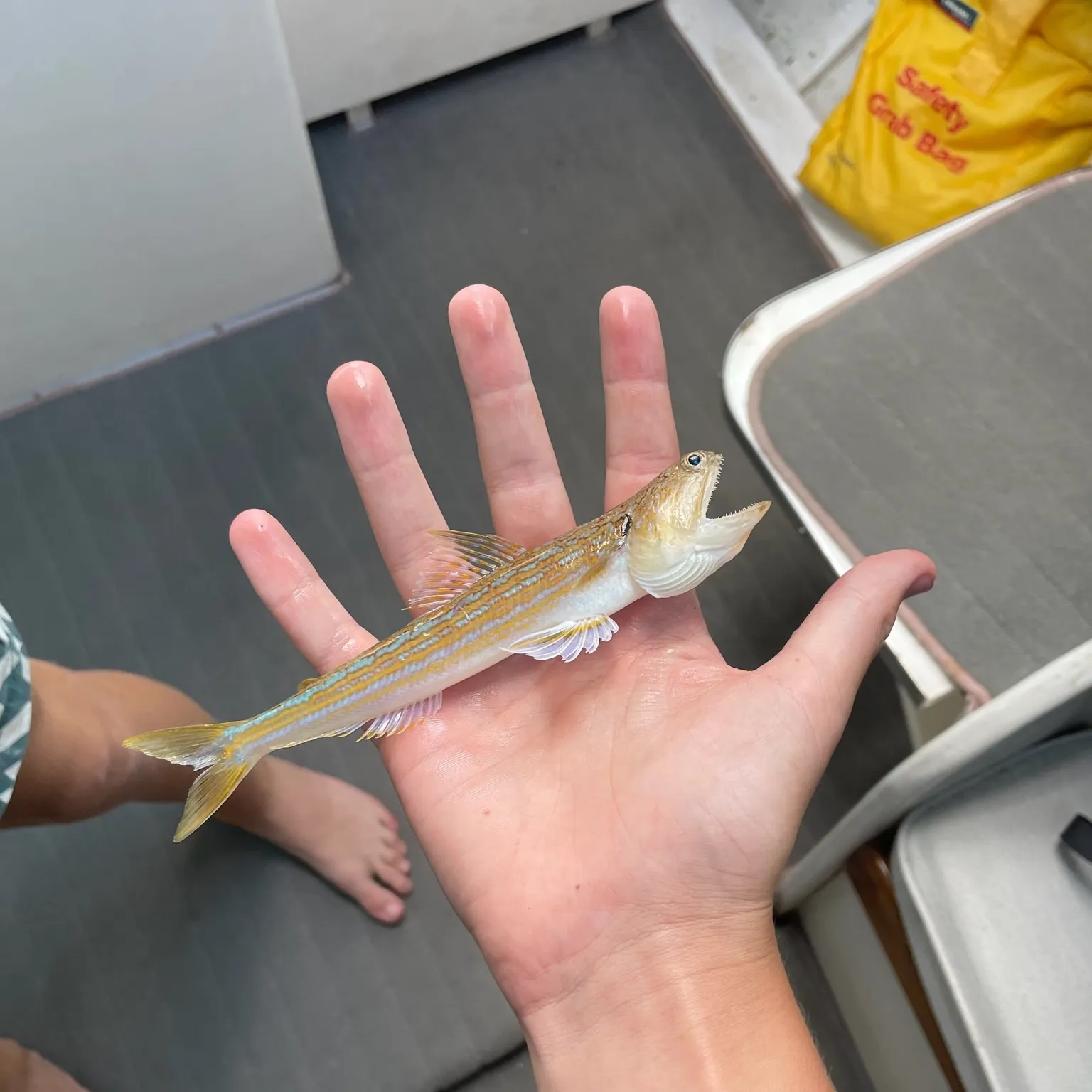 The most recent Brushtooth lizardfish catches on Fishbrain