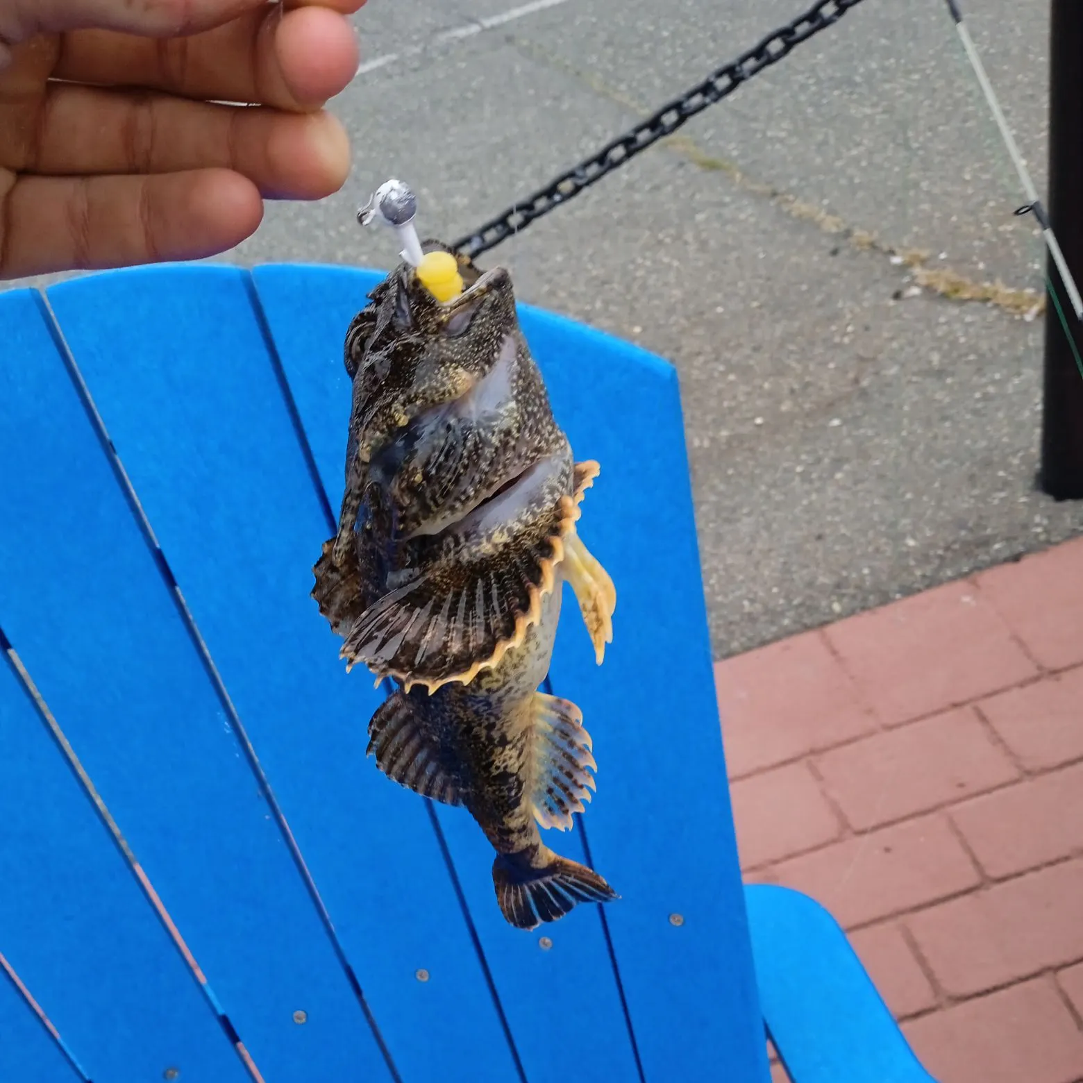 The most recent Buffalo sculpin catches on Fishbrain