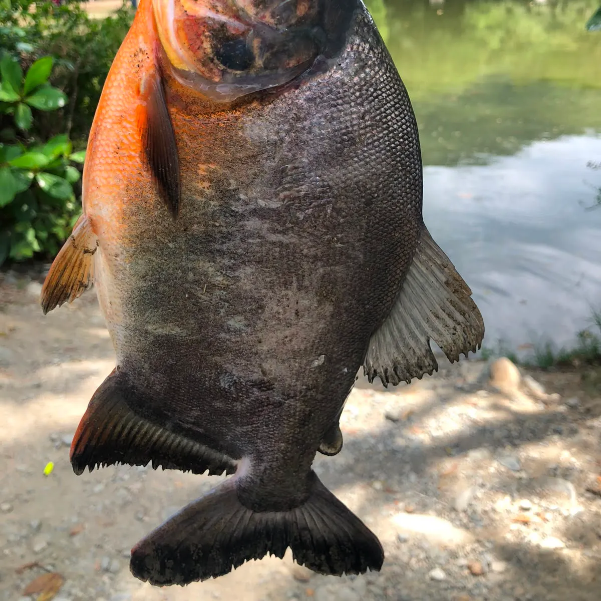 The most recent Red-bellied pacu catches on Fishbrain