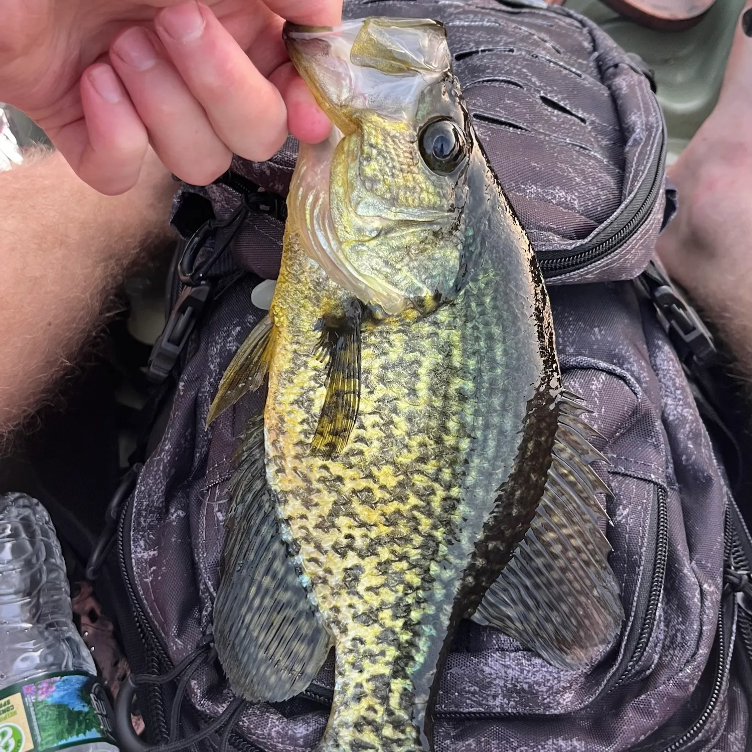 Black crappie caught on Fishbrain