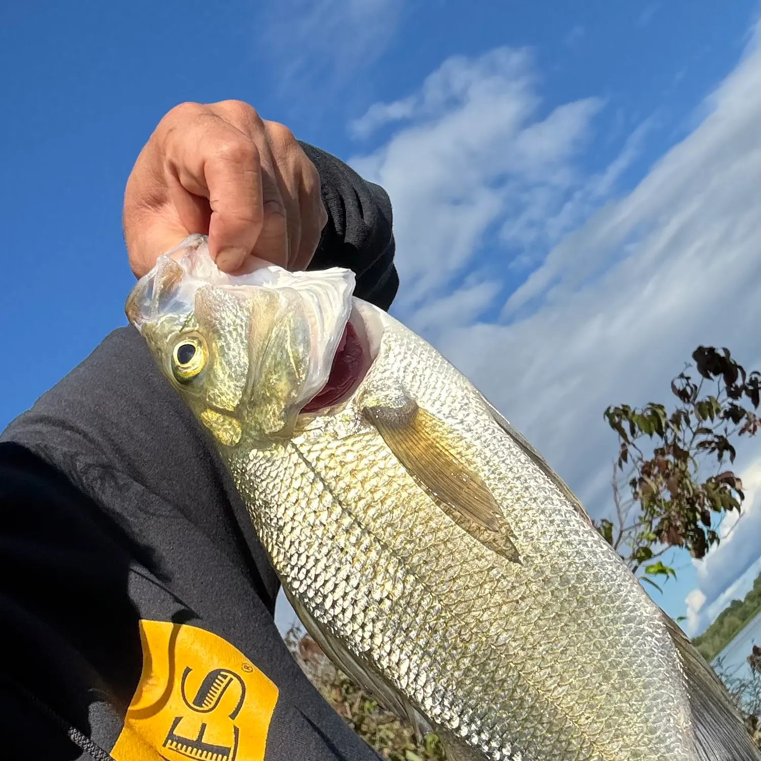 White perch caught on Fishbrain