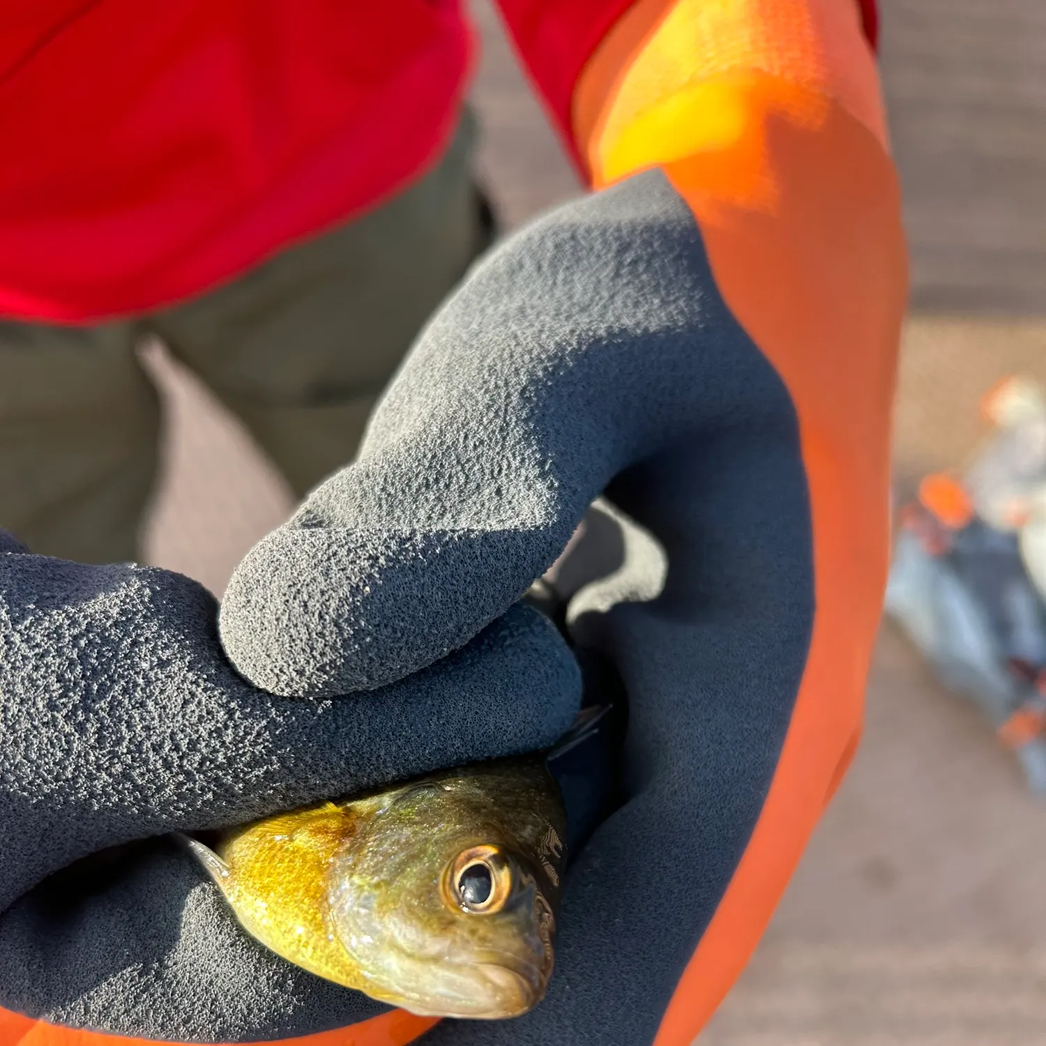 Bluegill caught on Fishbrain