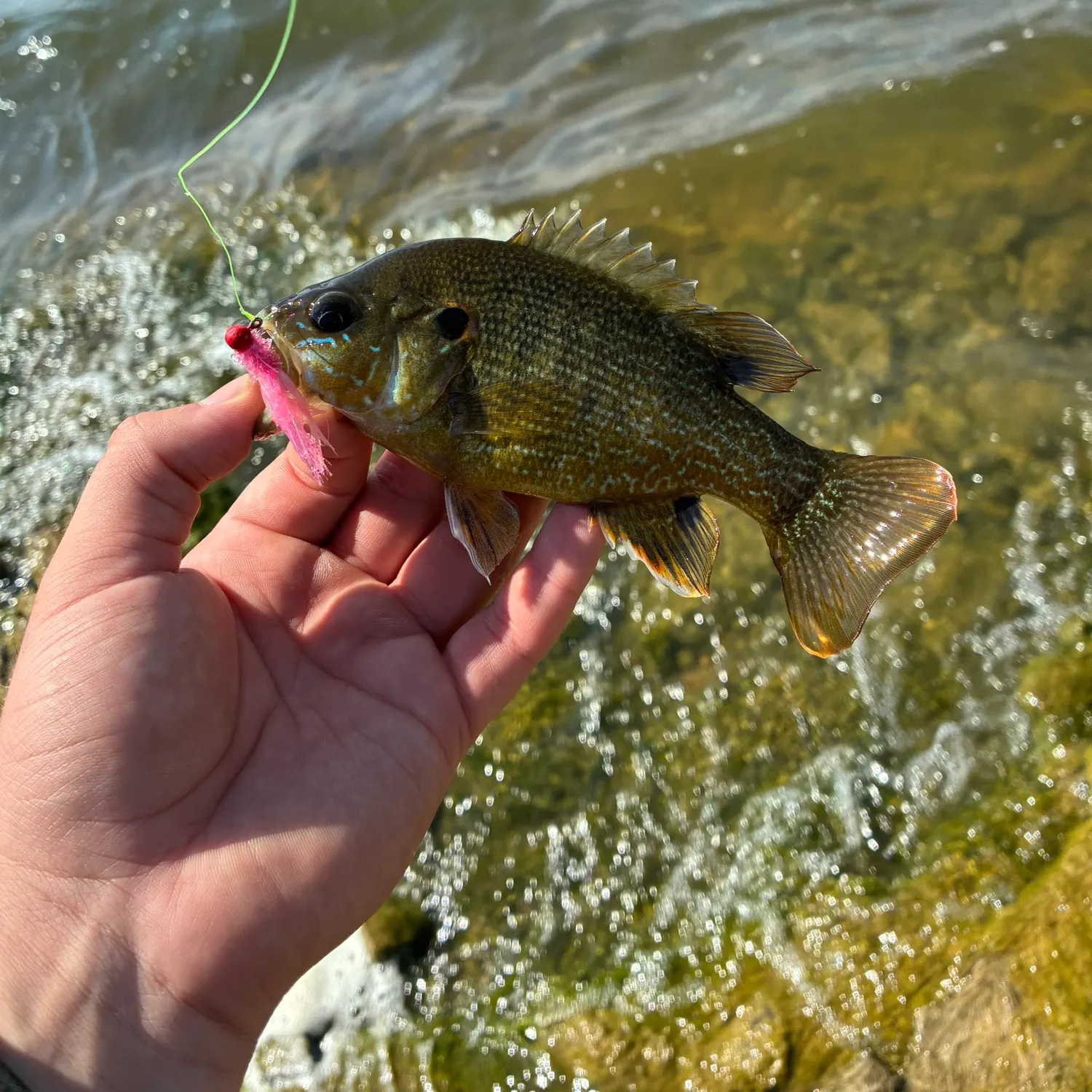 Green sunfish caught on Fishbrain