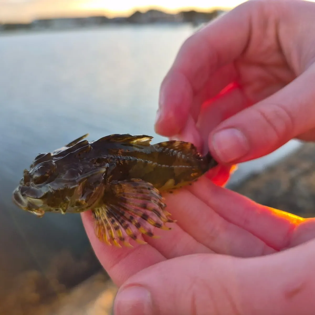 The most recent Shorthorn sculpin catches on Fishbrain