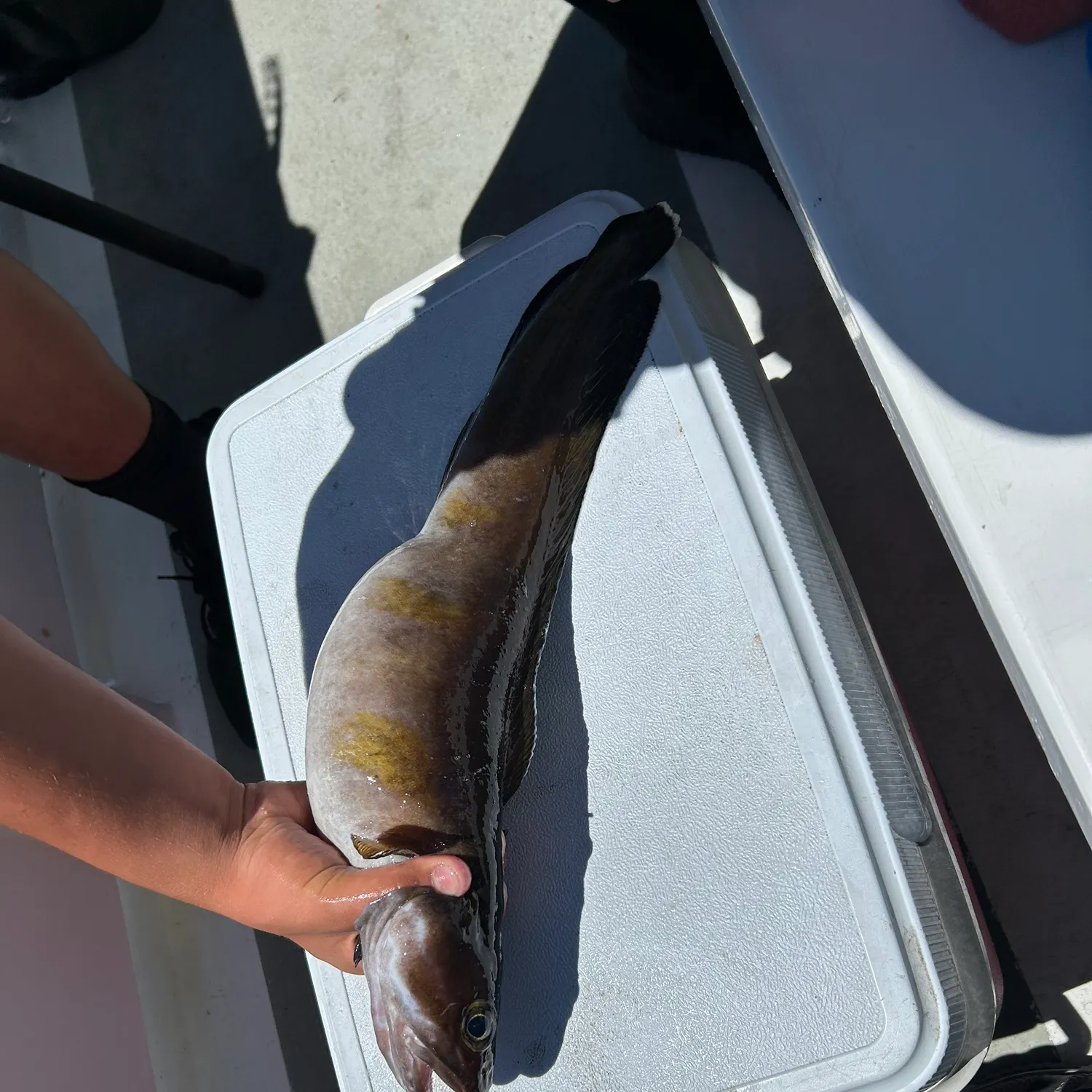 The most recent Tusk catches on Fishbrain