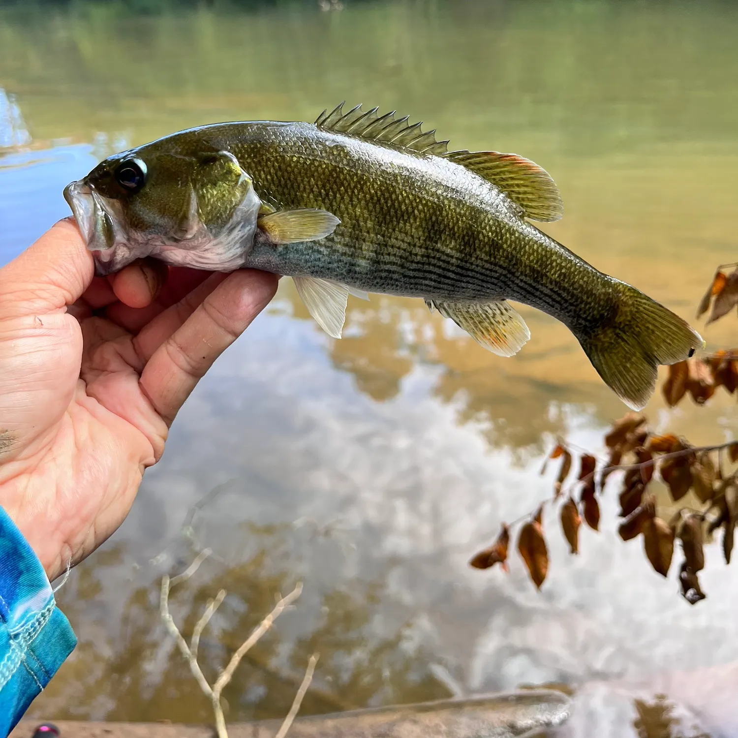 Redeye bass caught on Fishbrain