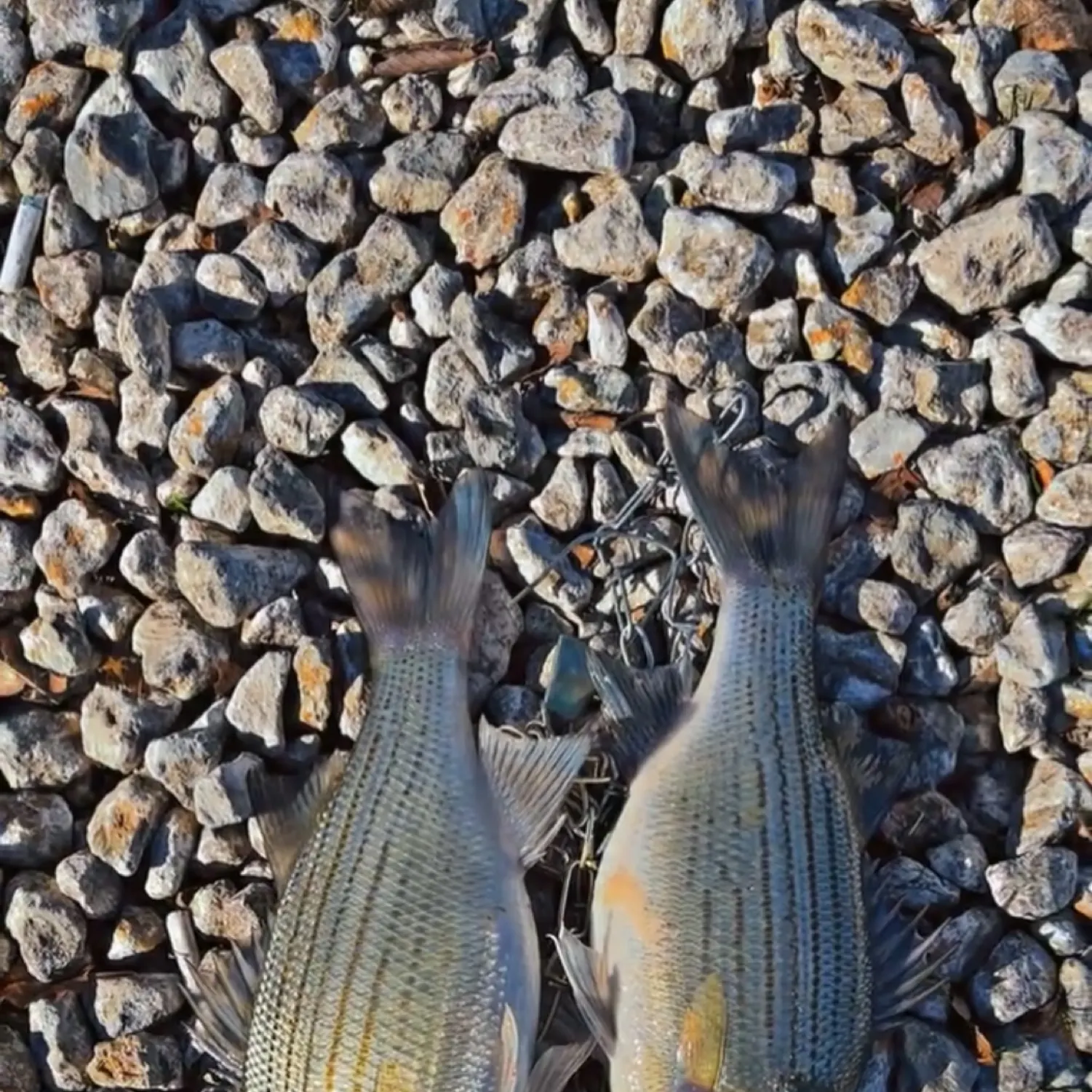 The most recent White bass catches on Fishbrain