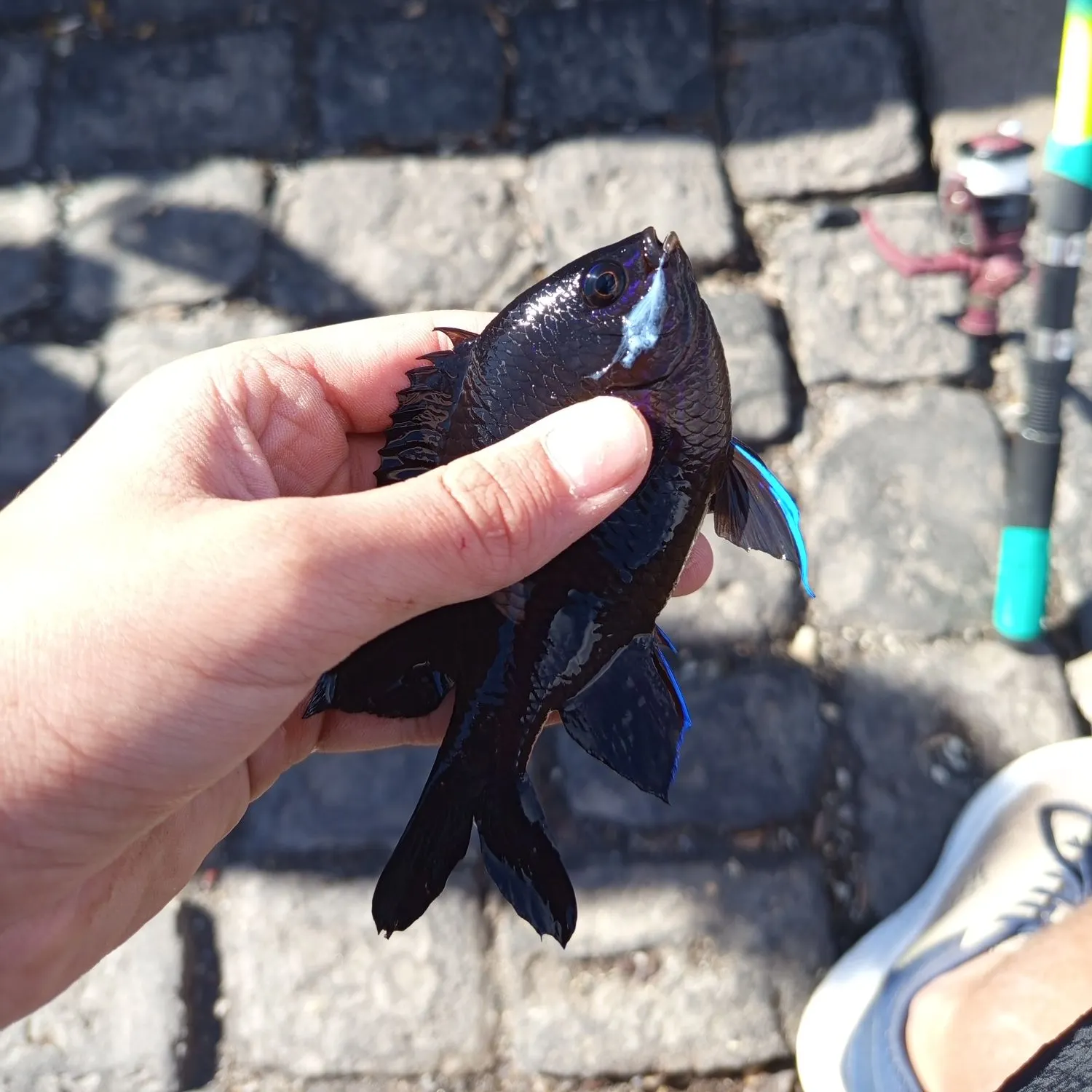 The most recent Canary damsel catches on Fishbrain